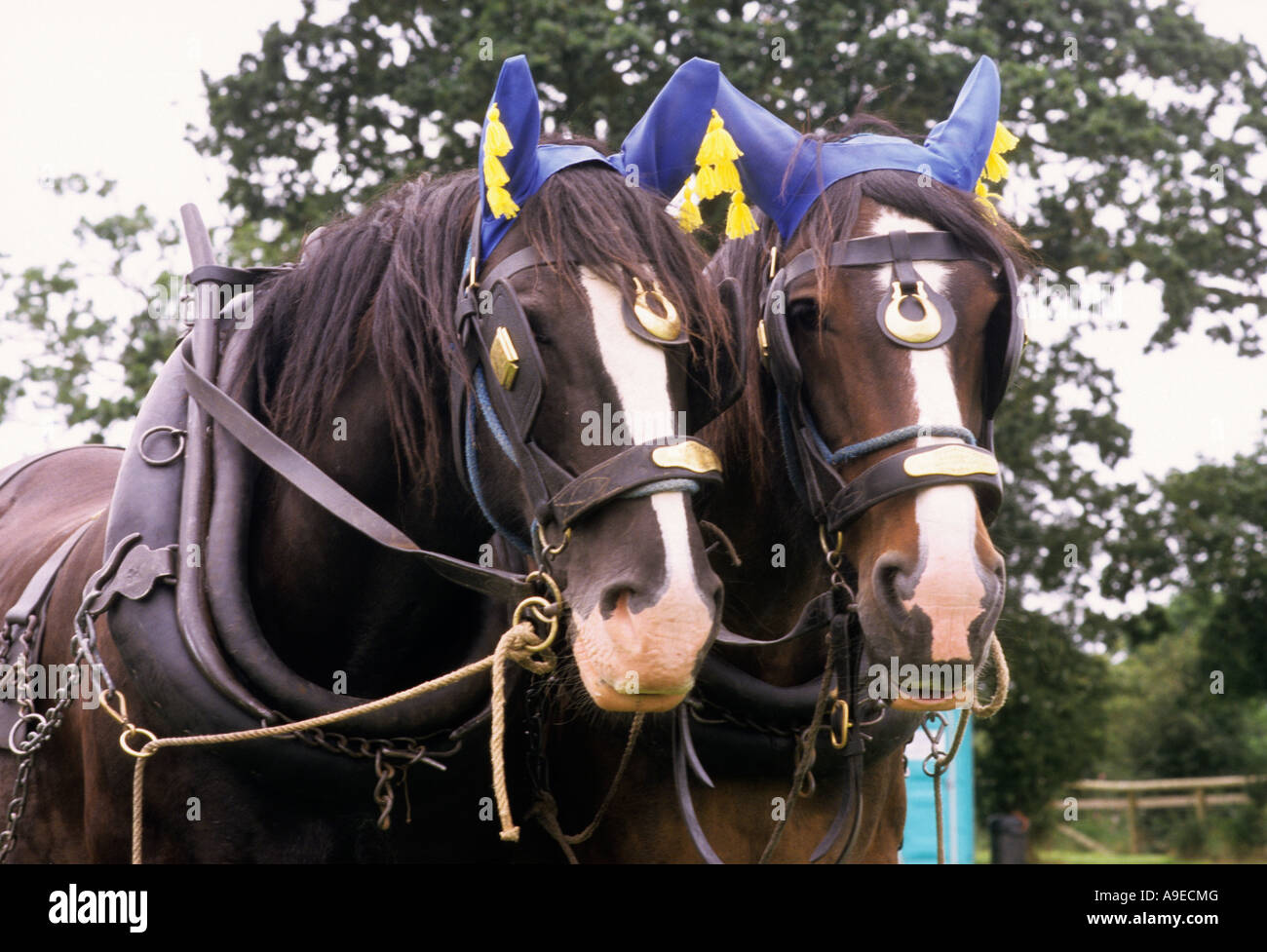 Shire Horses Brasses and Harness Stock Photo