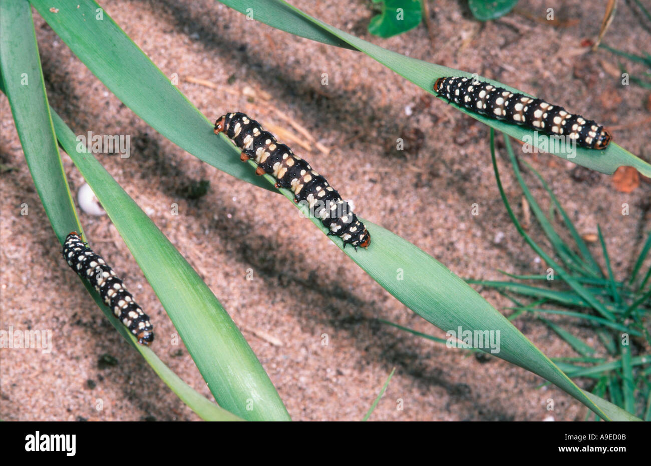 Brithys crini larvae on Pancratum maritimum host plant Spain Mediterranean Stock Photo
