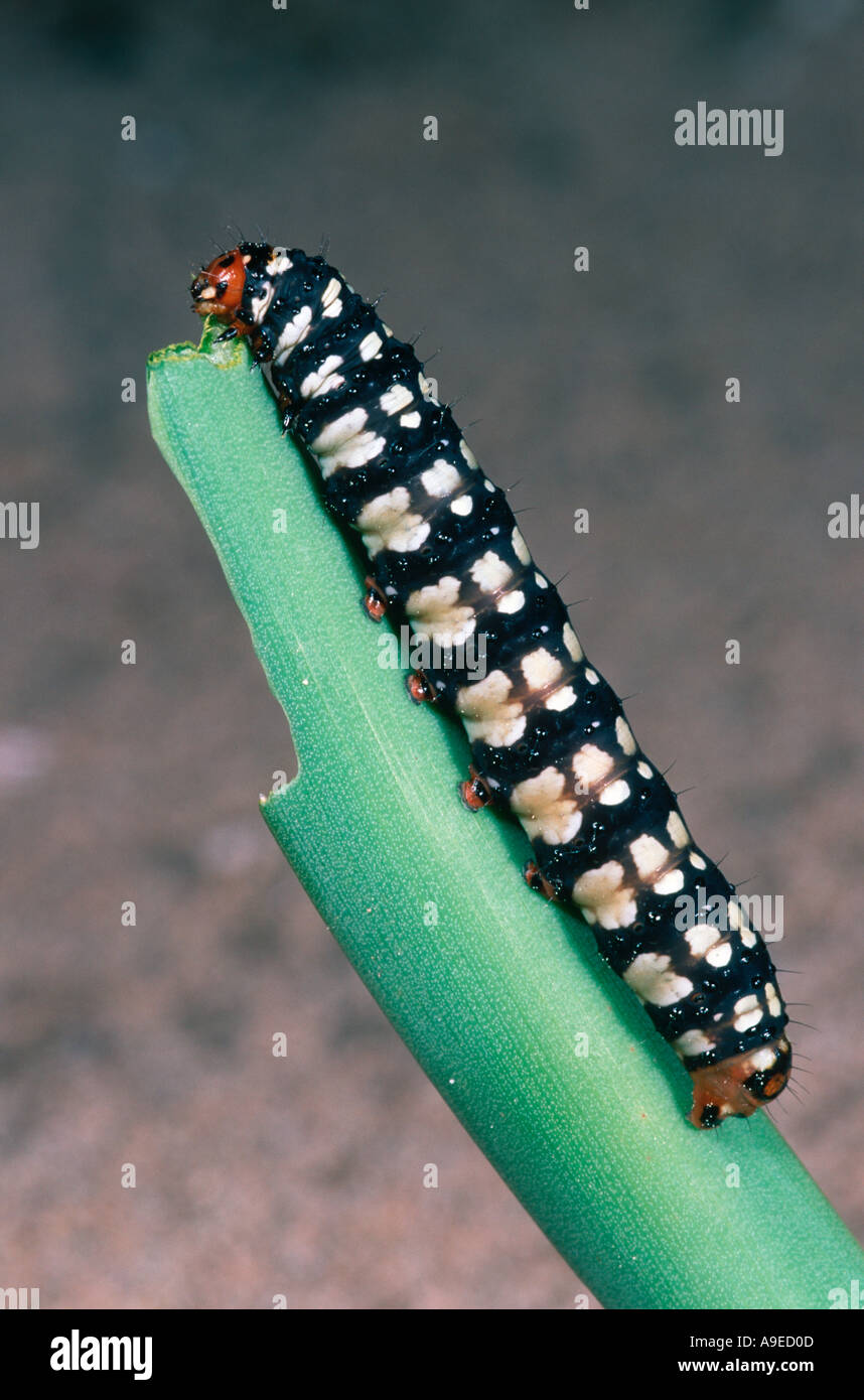 Brithys crini larva on Pancratum maritimum host plant Spain Mediterranean Stock Photo