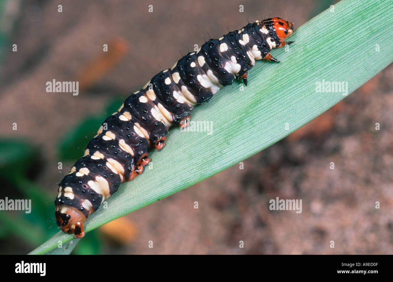 Brithys crini larva on Pancratum maritimum host plant Spain Mediterranean Stock Photo