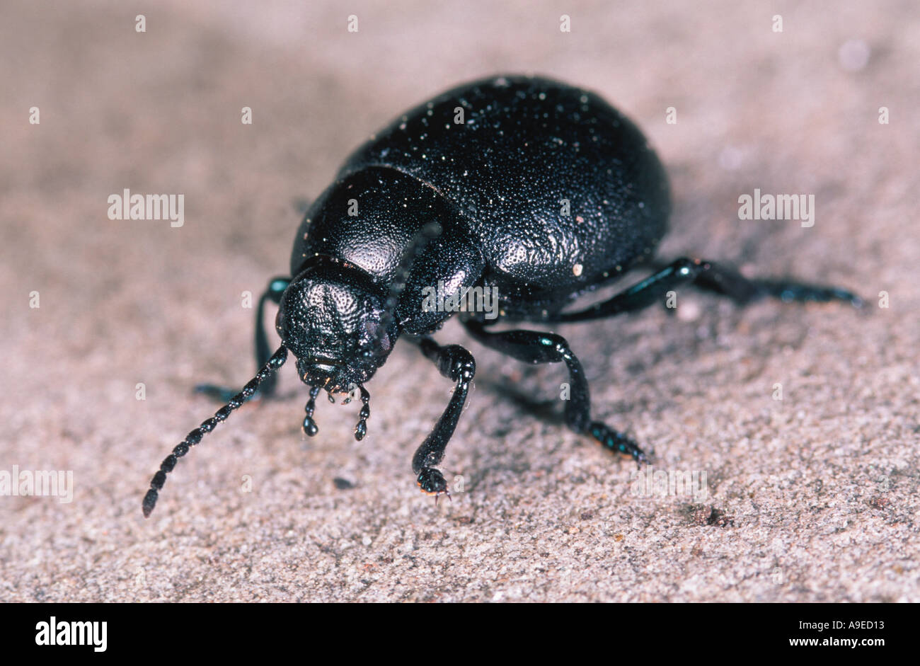 Black coleopteran beetle on ground Spain Stock Photo