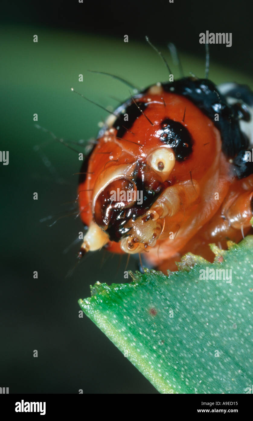 Close up Brithys crini larva on Pancratum maritimum host plant Spain Mediterranean Stock Photo