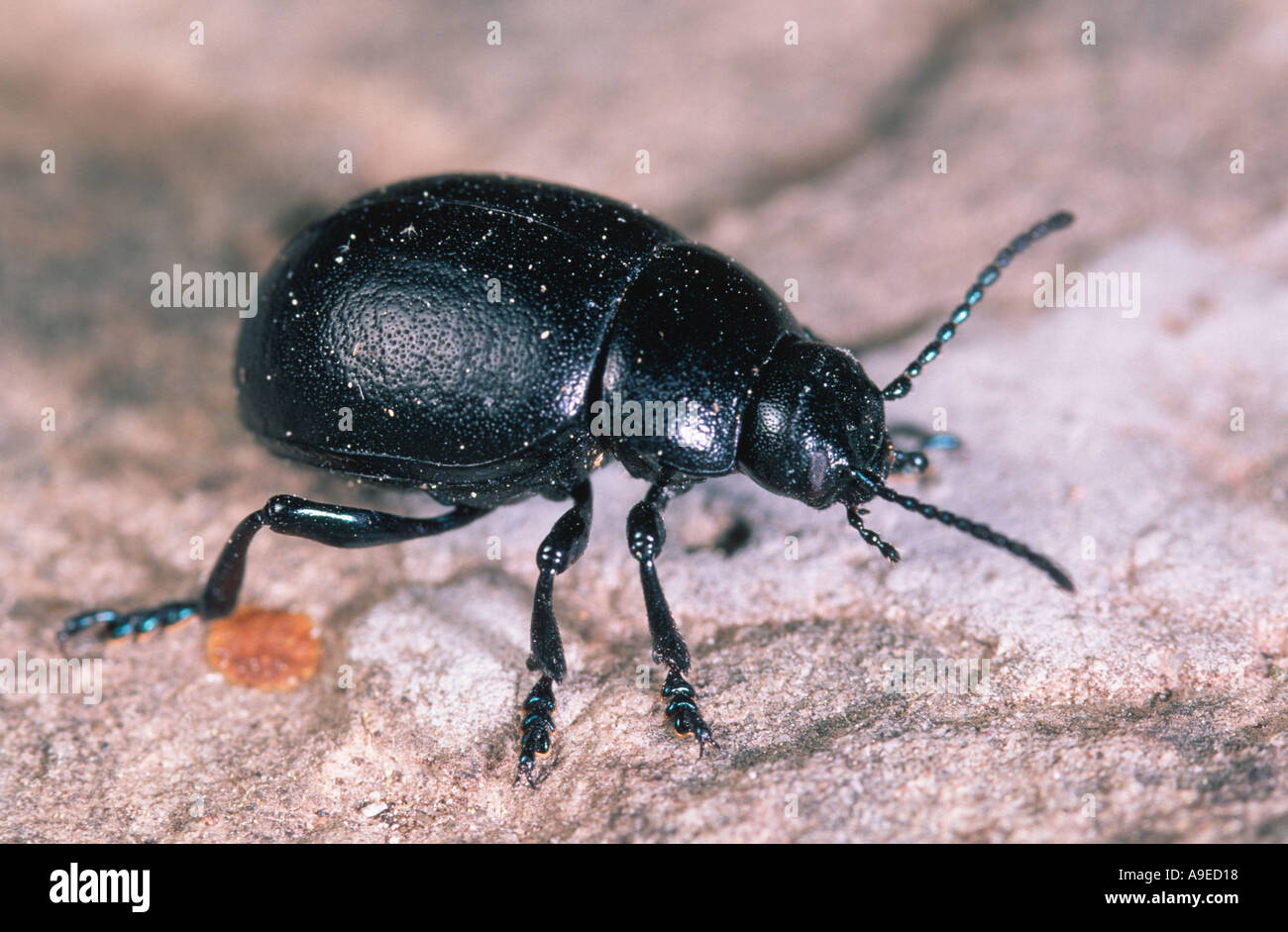 Black coleopteran beetle on ground Spain Stock Photo