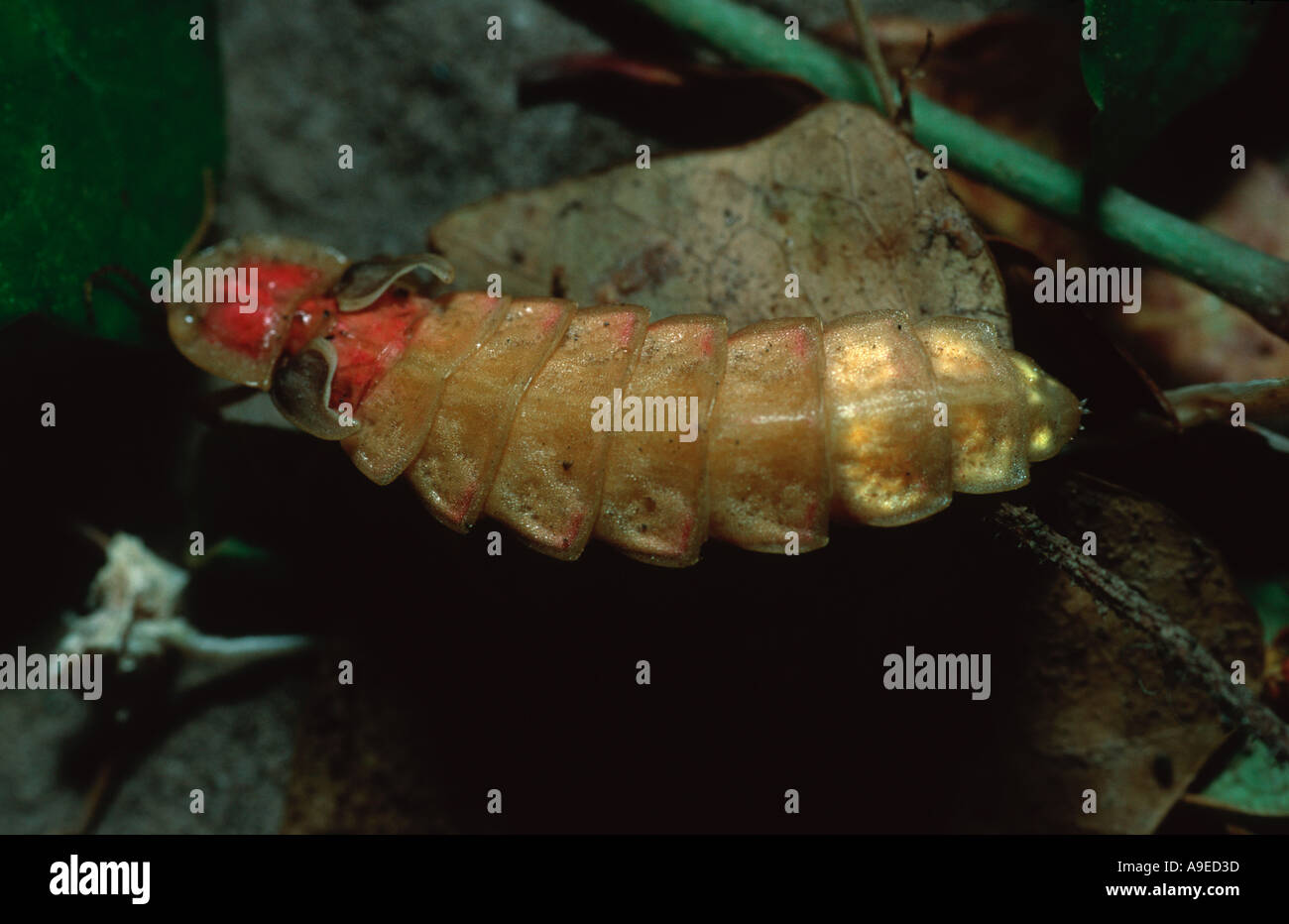 Lampyris Noctiluca European Glow Worm Male Pupa Shining At Night Stock Photo Alamy