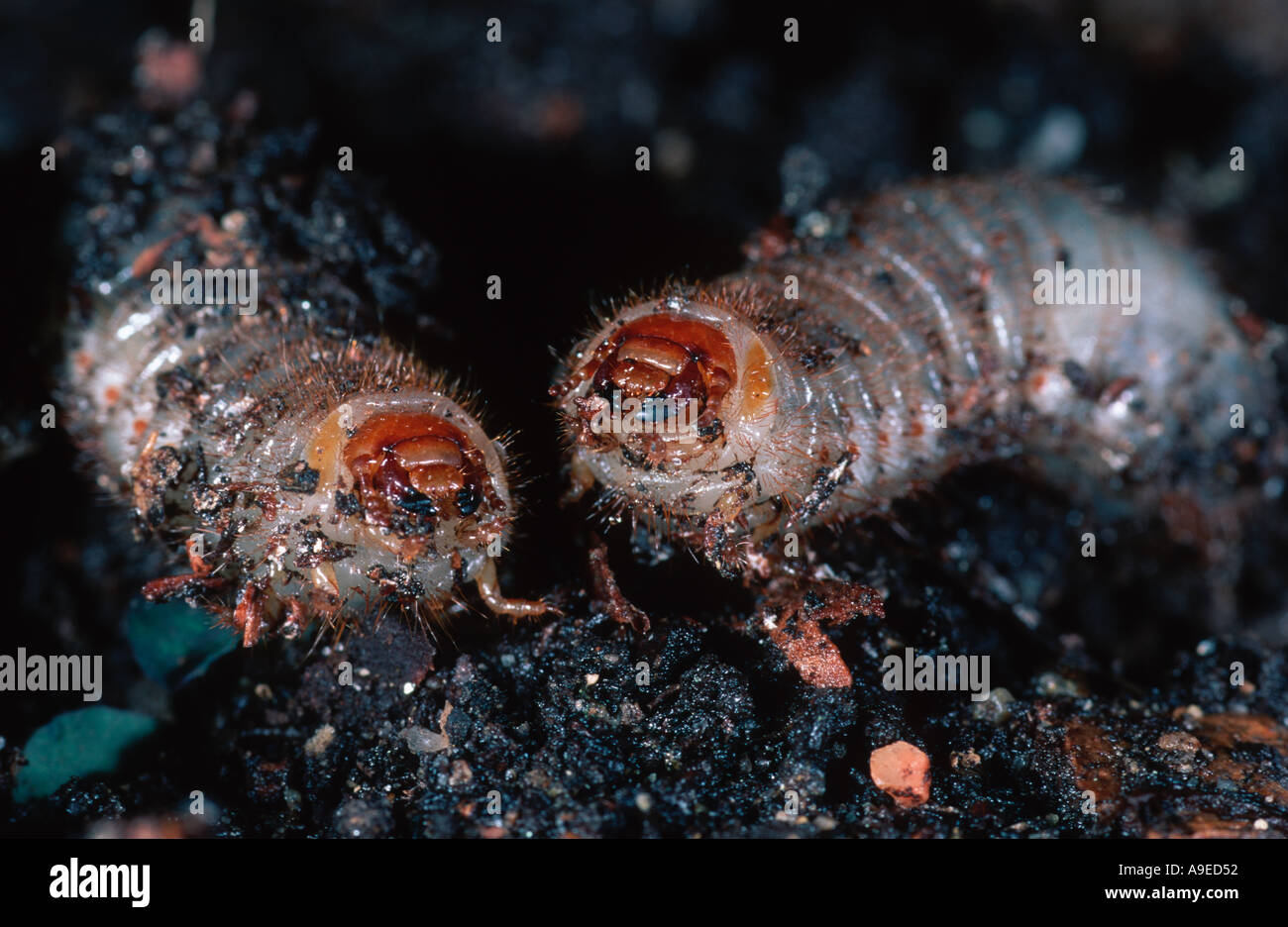 Underground larvae of Melolontha melolontha the European common Cockchafer Stock Photo