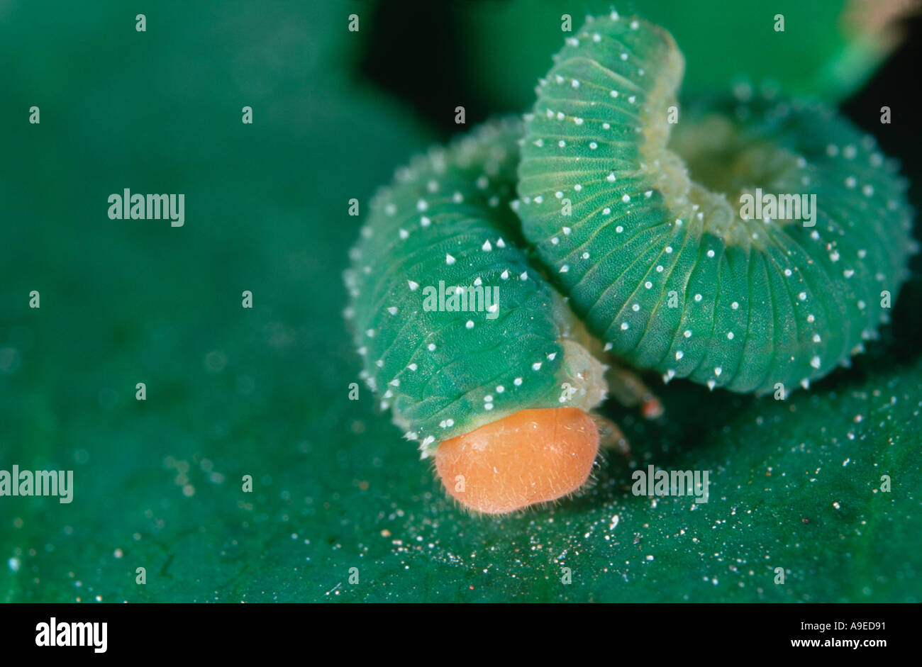 Rolled bug Hymenopteran larva on leaf Stock Photo