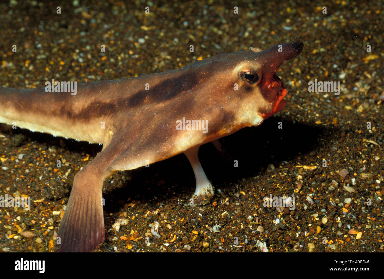 Red Lipped Batfish High Resolution Stock Photography and Images - Alamy