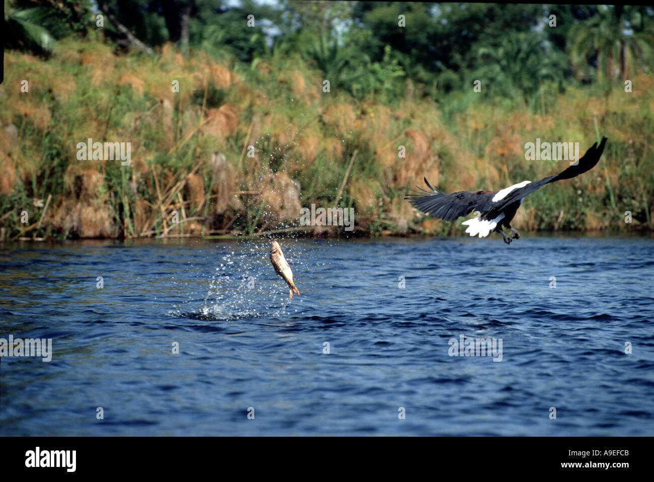 African Fish eagle dropped fish  catch Stock Photo