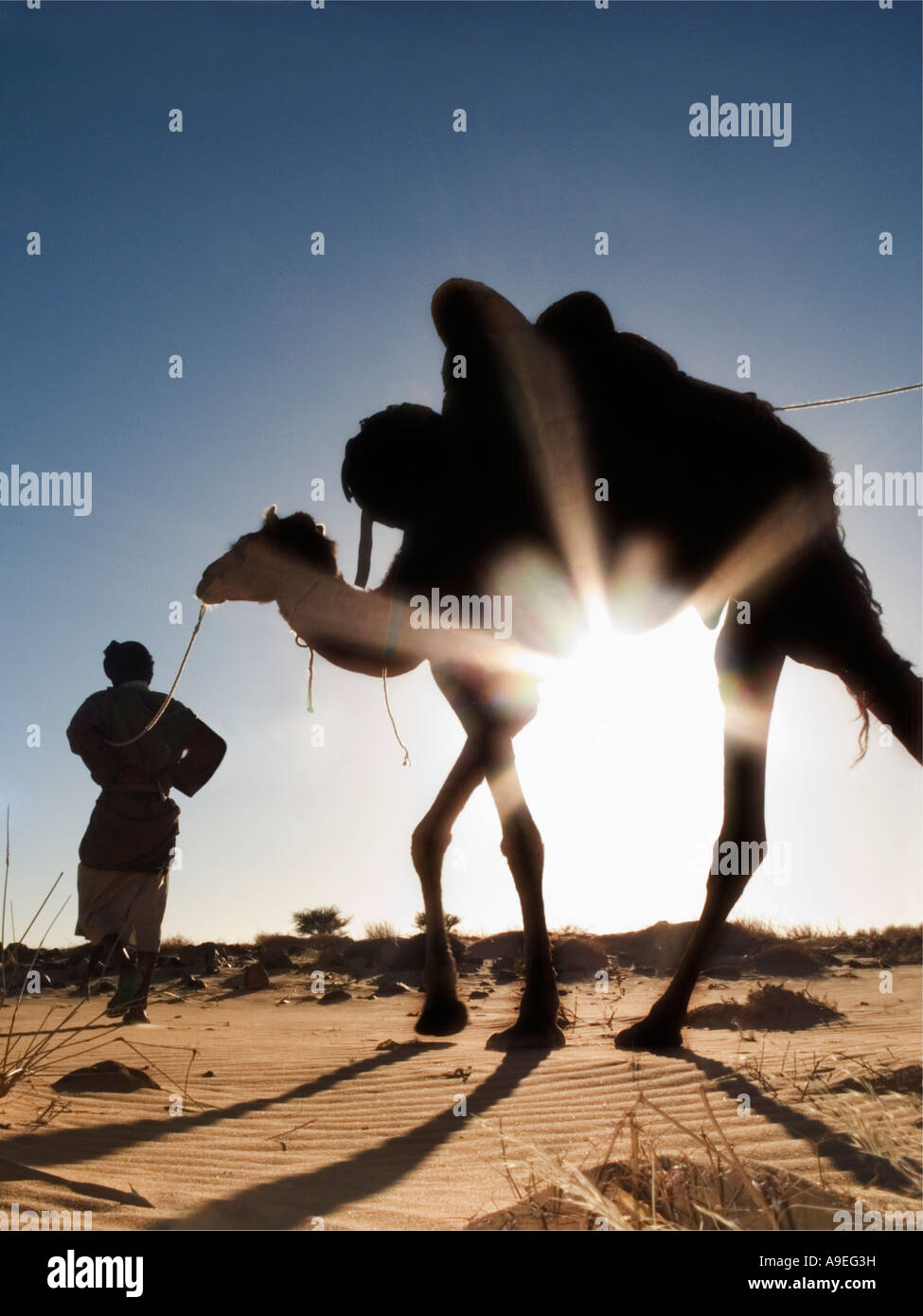 Guide leading his camels on a trek across the Sahara, from Chinguetti to the oasis town of Terjit.  Mauritania, West Africa Stock Photo