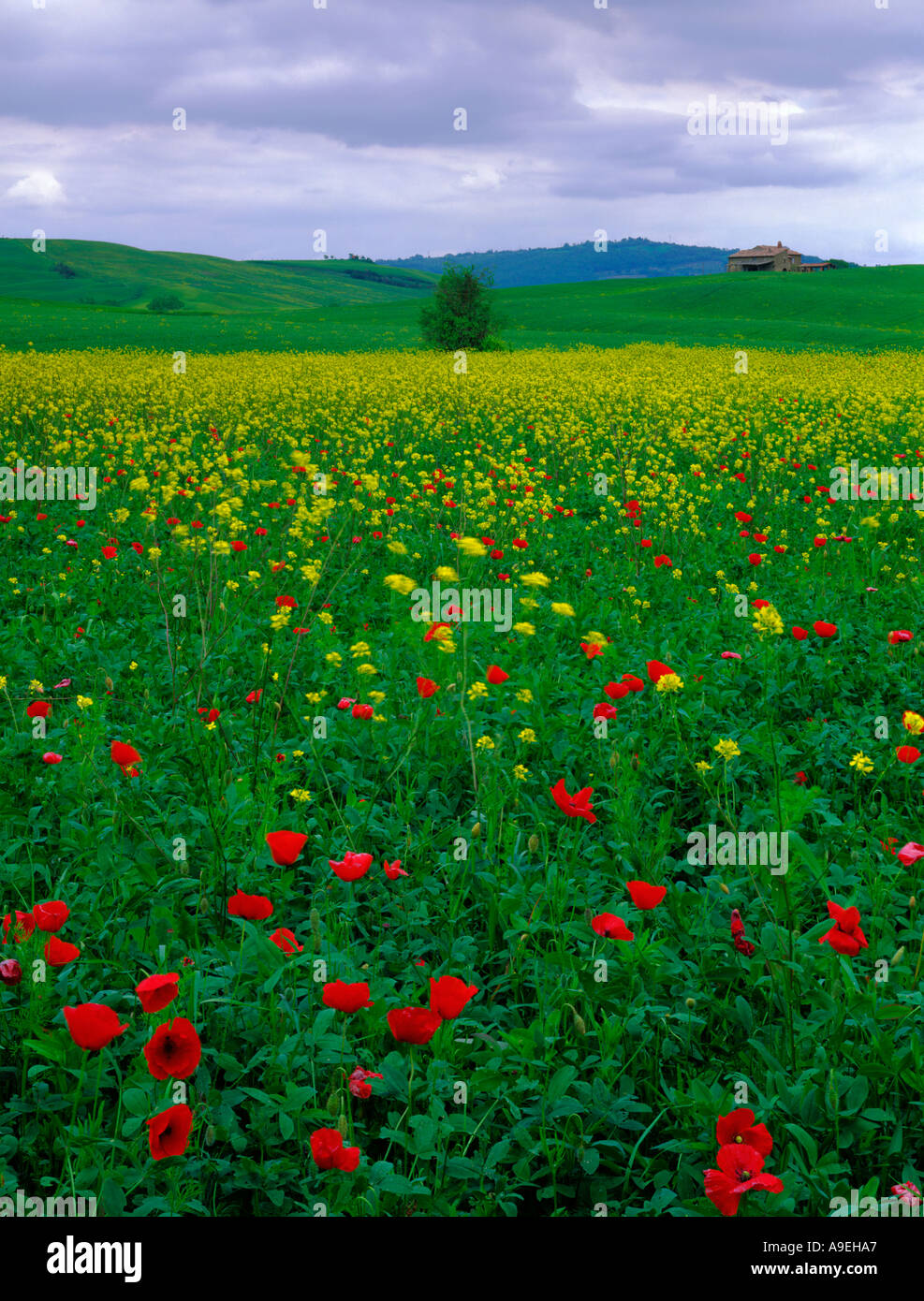 Tuscany Italy A field of flowering mustard and red poppies among the rolling hills and farms in the Val d Orcia of Tuscany Stock Photo