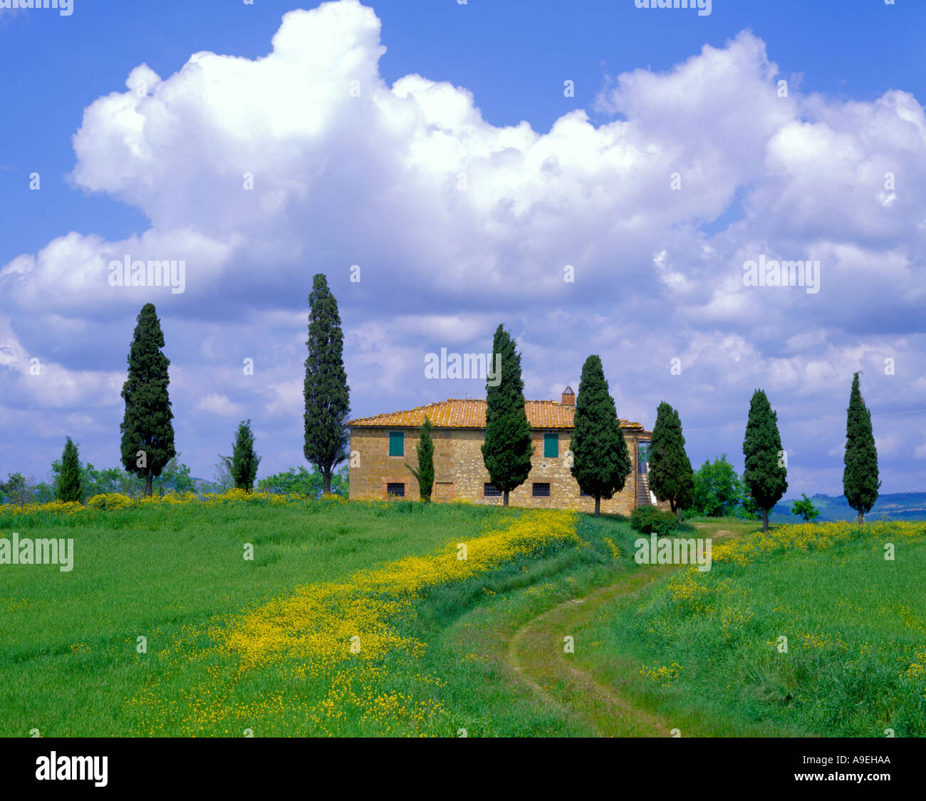 Tuscany Italy Curved road cuts through a field of flowering yellow mustard to Tuscan farmhouse lined with cypress trees Stock Photo