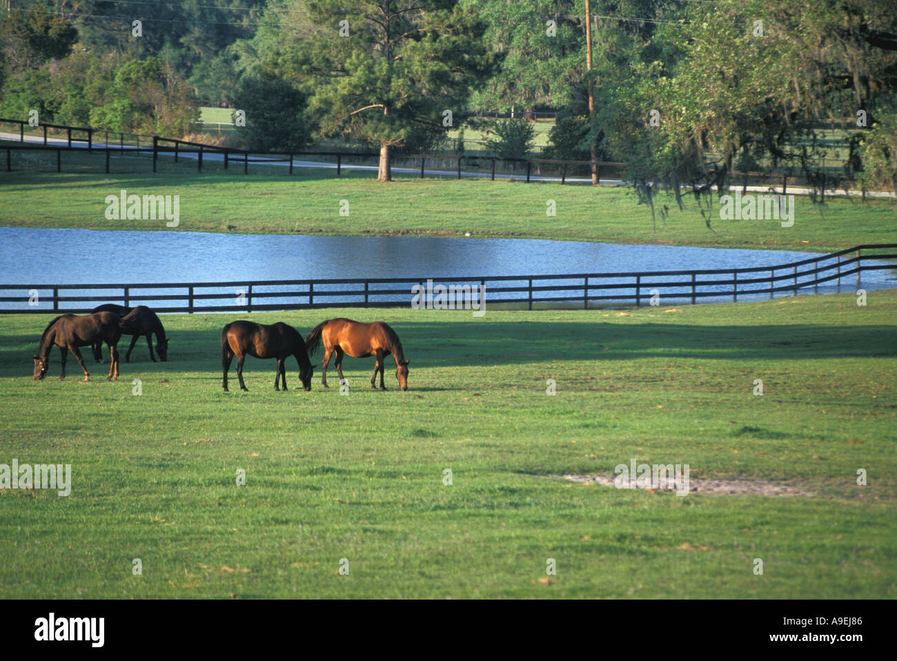 Florida Ocala horse farms thoroughbred racing horses in pasture with pond in background Stock Photo