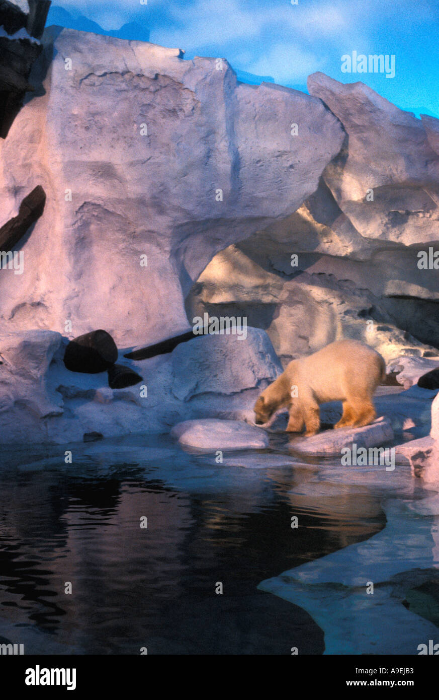 Orlando Florida USA Attractions Sea World Adventure Park Polar Bear Exhibit Stock Photo