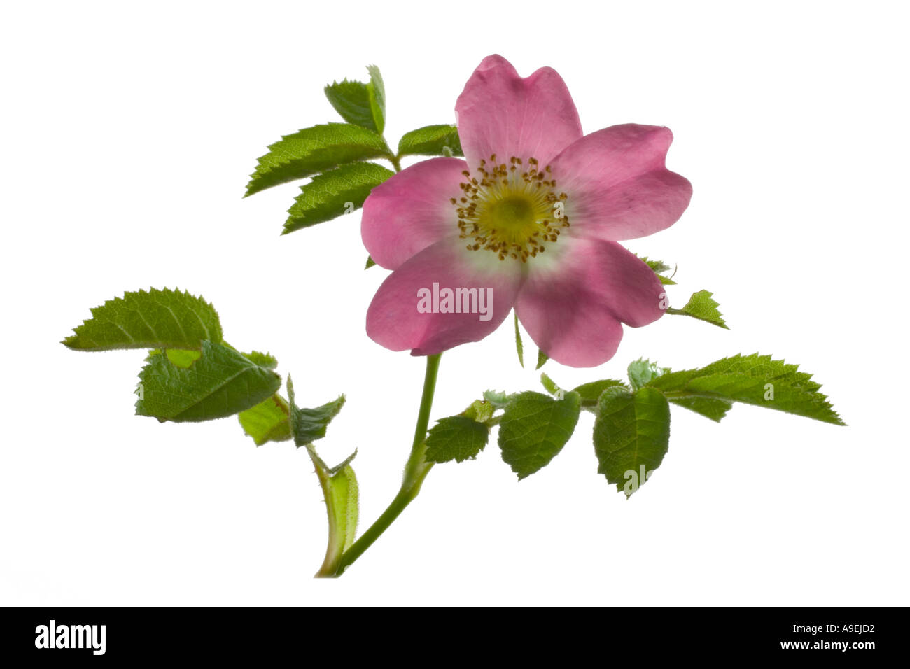 England dog rose hires stock photography and images Alamy