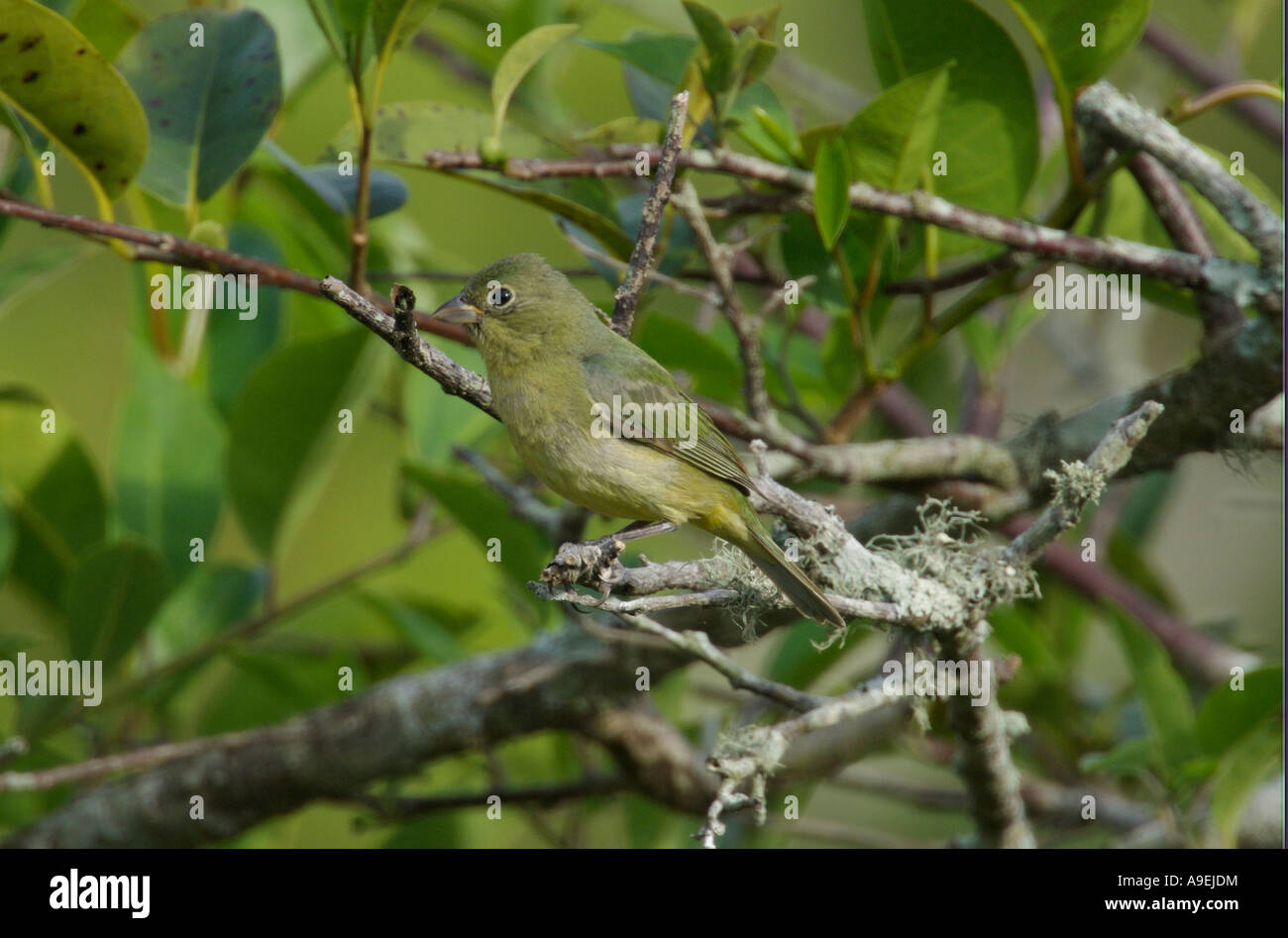 Female painted bunting hires stock photography and images Alamy