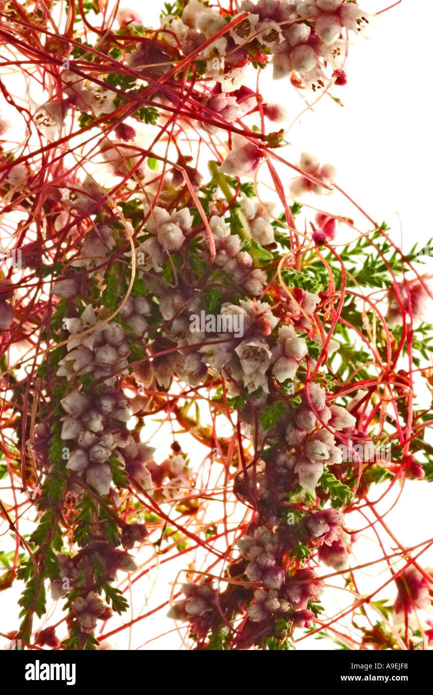 Cuscuta epithymum cut outs silo hi-res stock photography and images - Alamy
