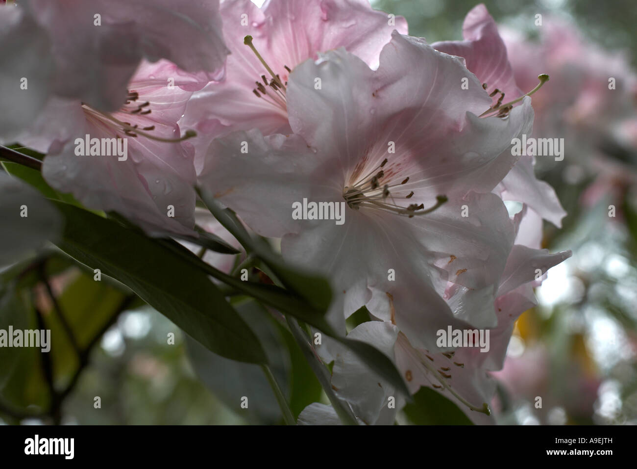 Rhododendron flower, Yorkshire Stock Photo