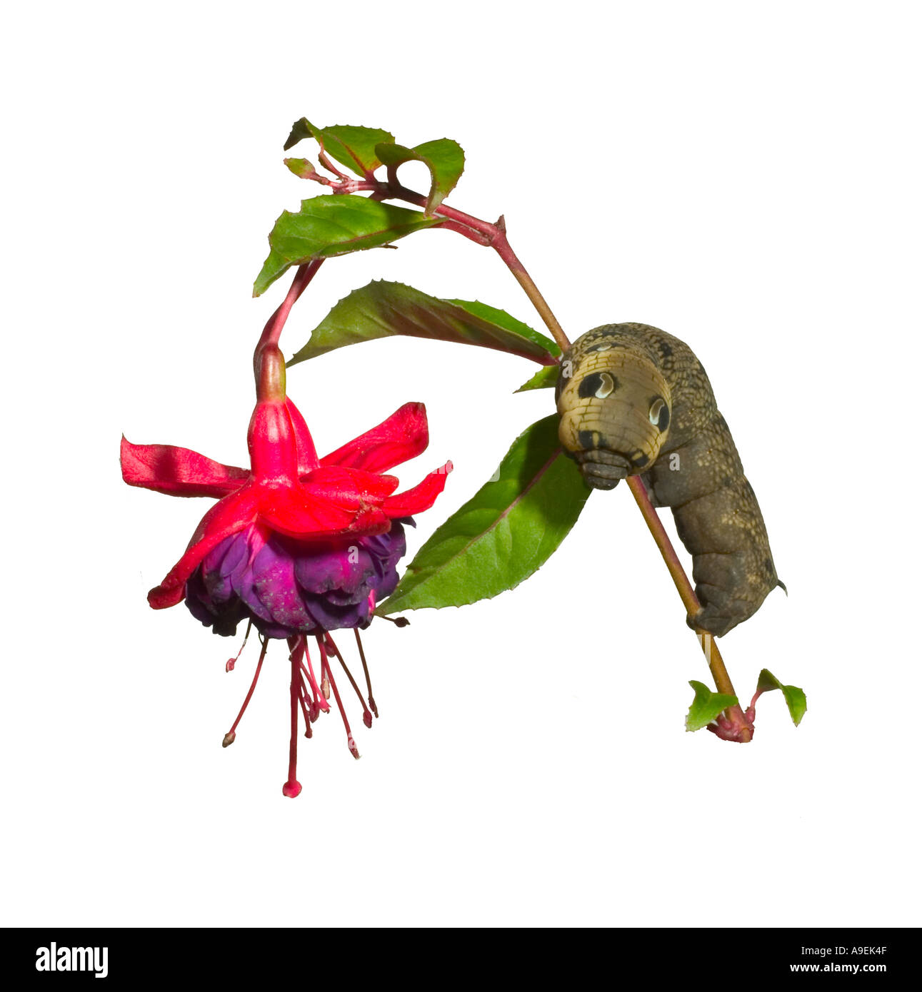 Elephant Hawk moth caterpillar feeding on Fuchsia Surrey England August