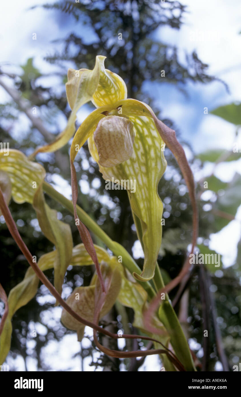 Phragmipedium cordatum orchid on the Inca Trail Stock Photo