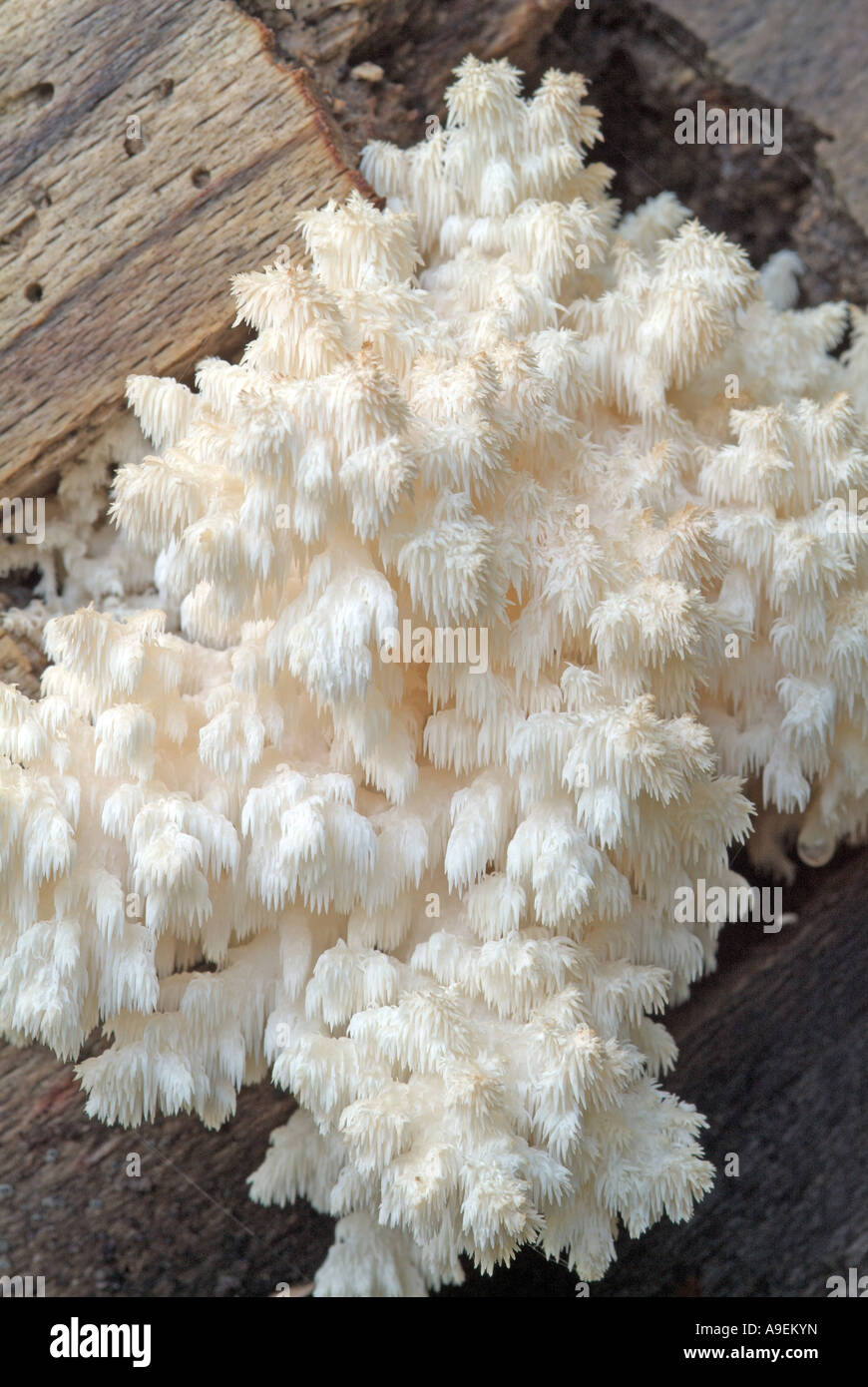 Coral Tooth (Hericium coralloides) Stock Photo