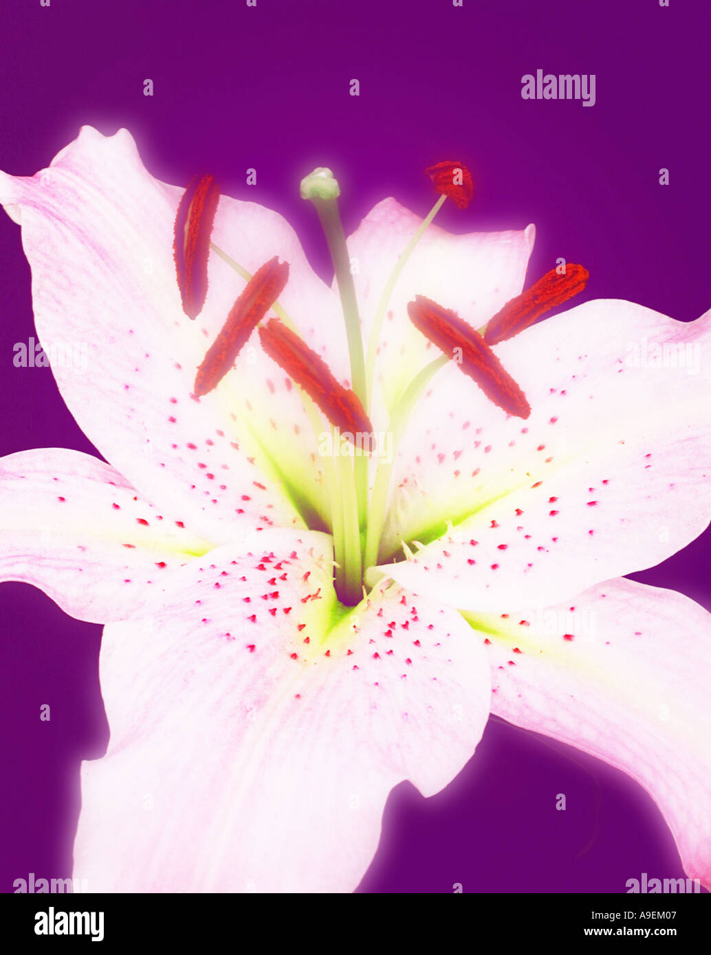 COMMON NAME Lily LATIN NAME Lilium Stock Photo Alamy