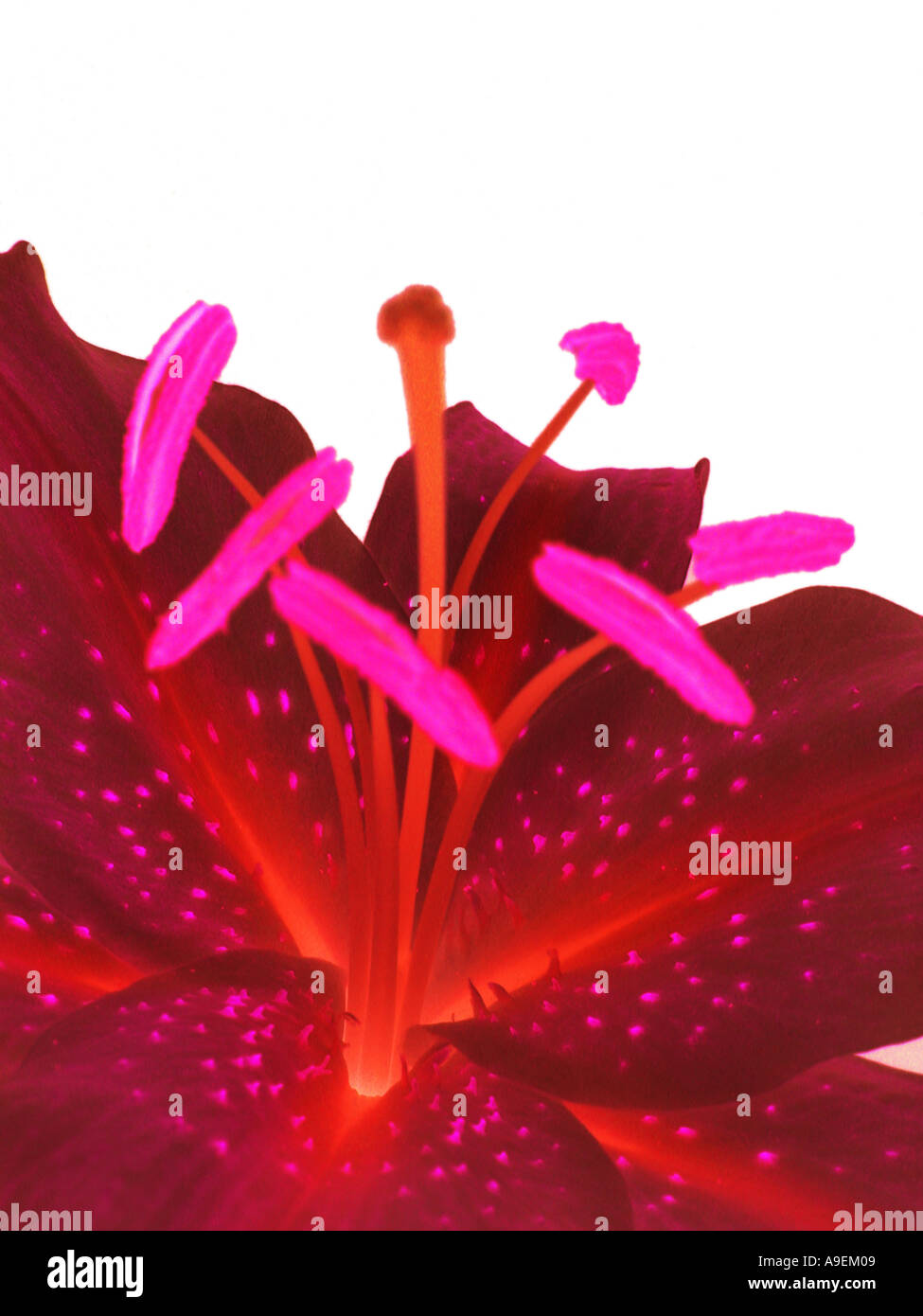 COMMON NAME Lily LATIN NAME Lilium Stock Photo Alamy