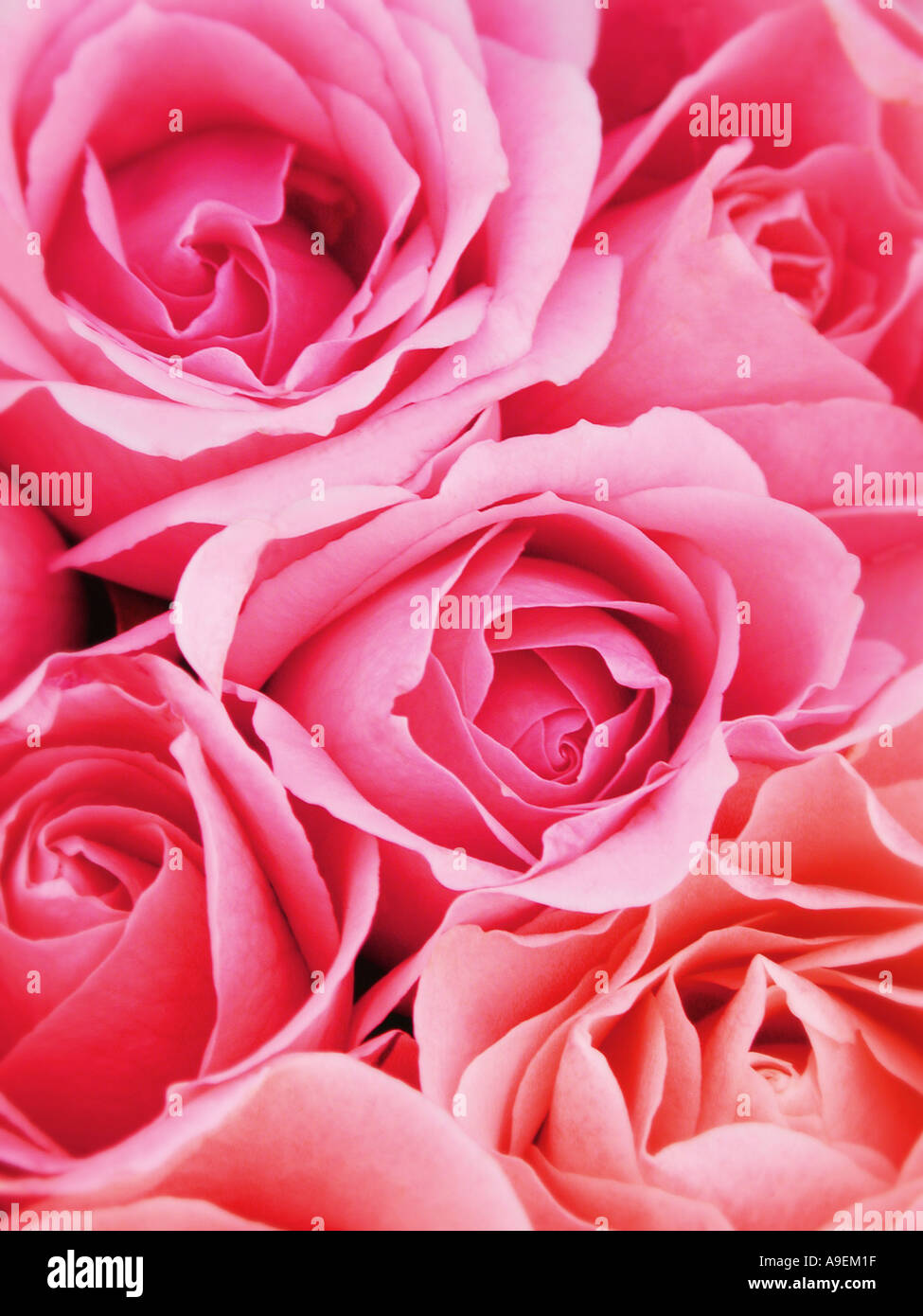 COMMON NAME Roses LATIN NAME Rosa Stock Photo Alamy common-name-roses-latin-name-rosa-stock-photo-alamy