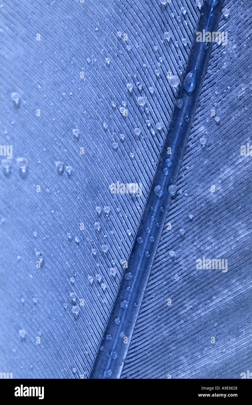 Feather with Water Drops UK Stock Photo Alamy