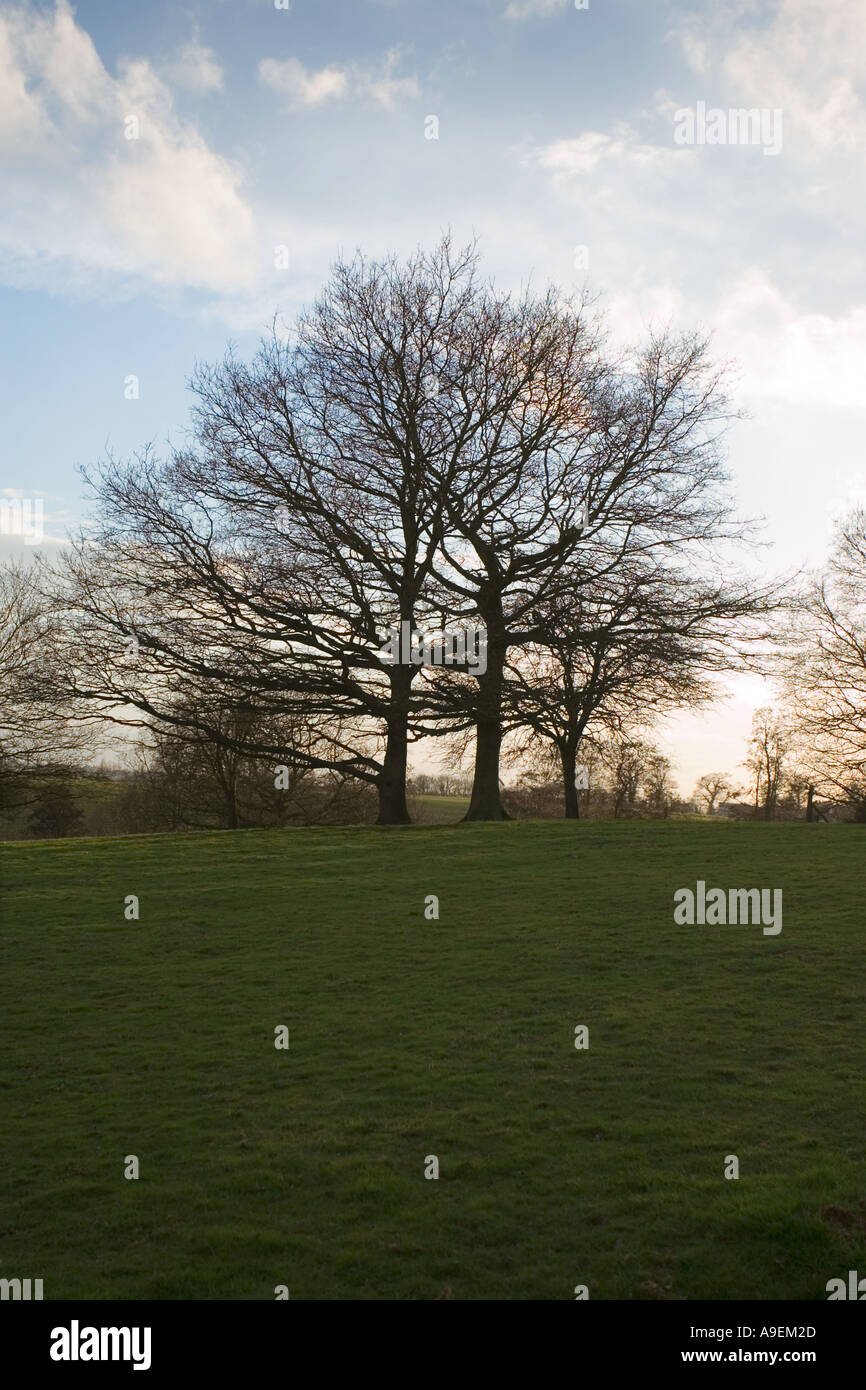 Oak Tree in Winter Sunset Stock Photo - Alamy