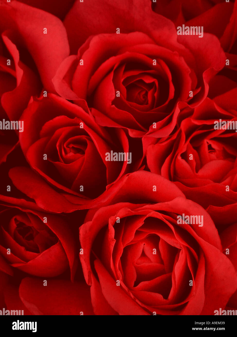 COMMON NAME Roses LATIN NAME Rosa Stock Photo Alamy