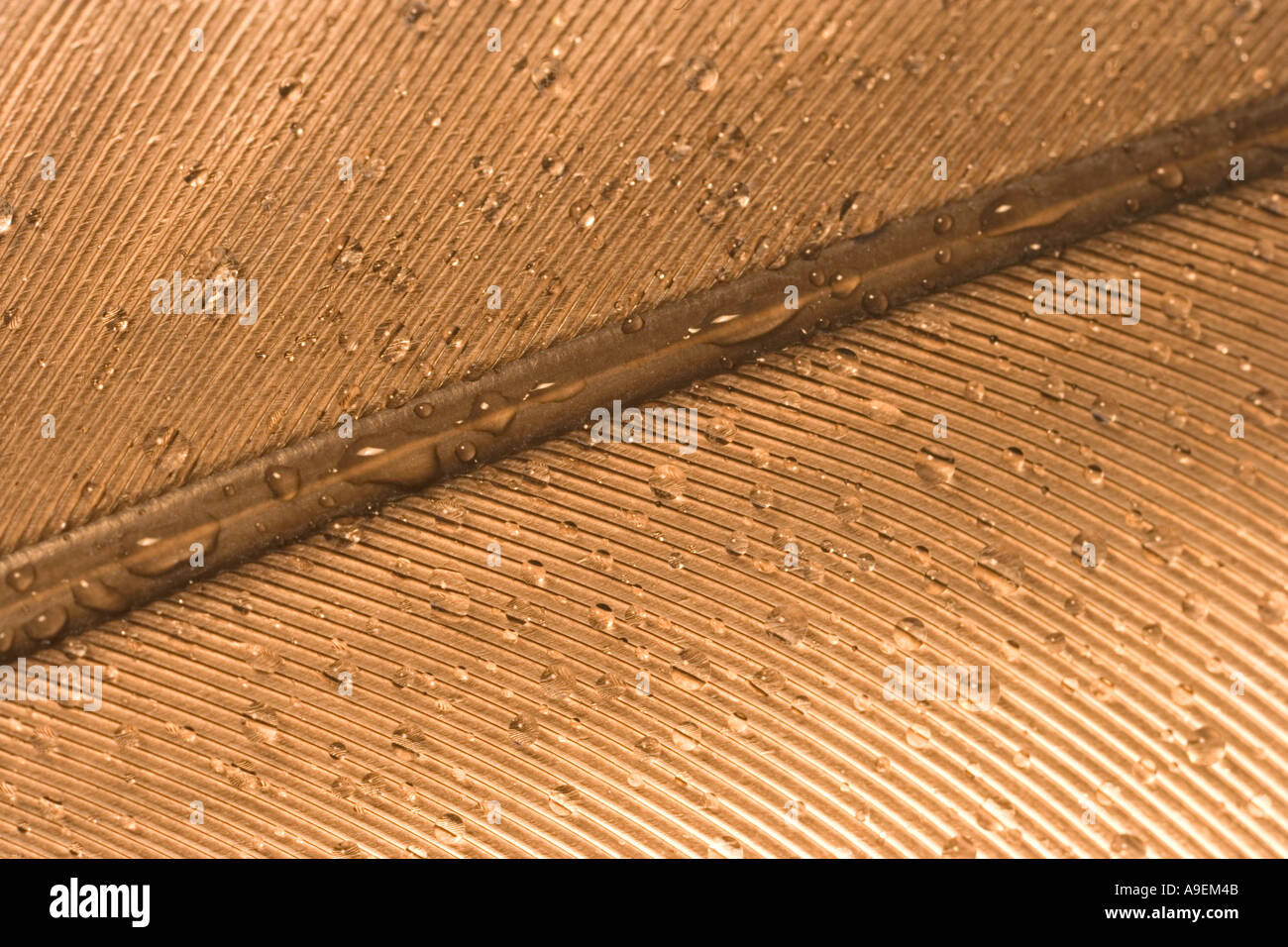 Feather with Water Drops UK Stock Photo Alamy