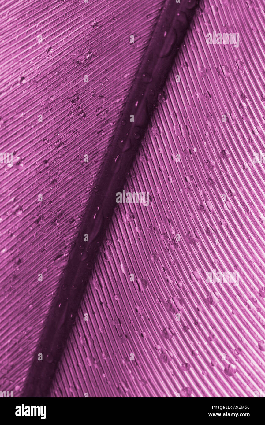 Feather with Water Drops UK Stock Photo Alamy