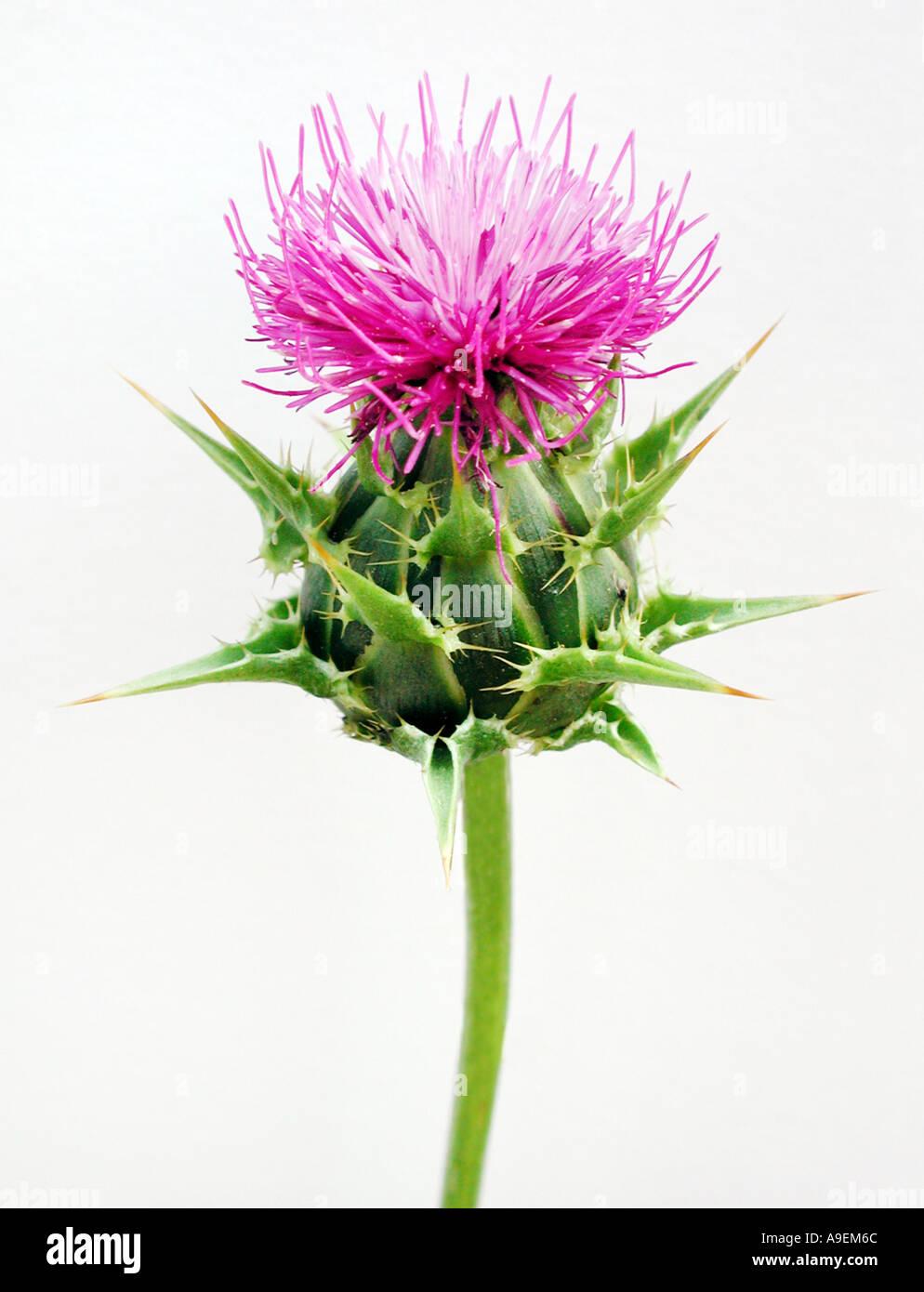 COMMON NAME Milk thistle blessed mary thistle LATIN NAME Silybum