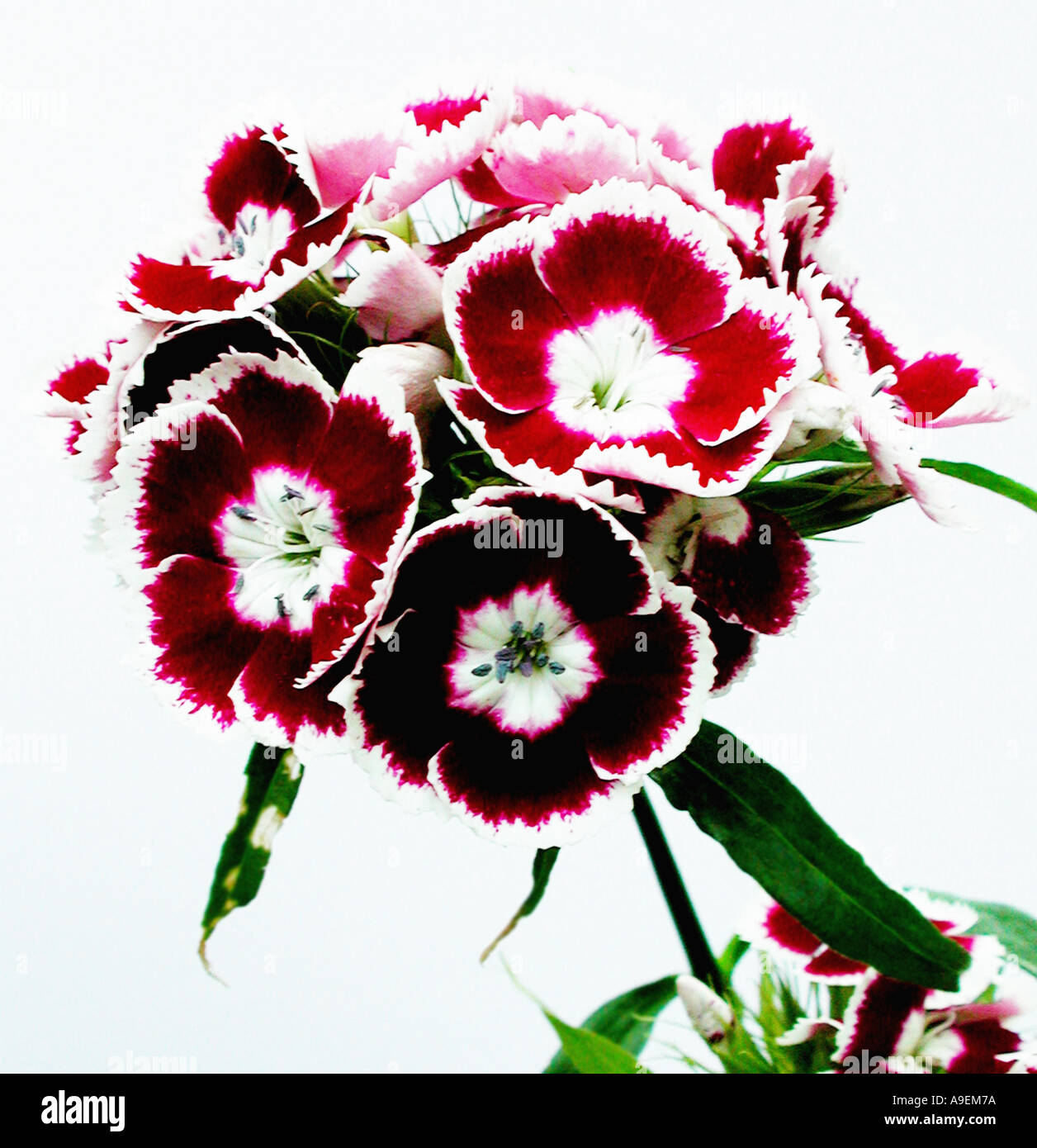 COMMON NAME Sweet william LATIN NAME Dianthus barbatus Stock Photo Alamy