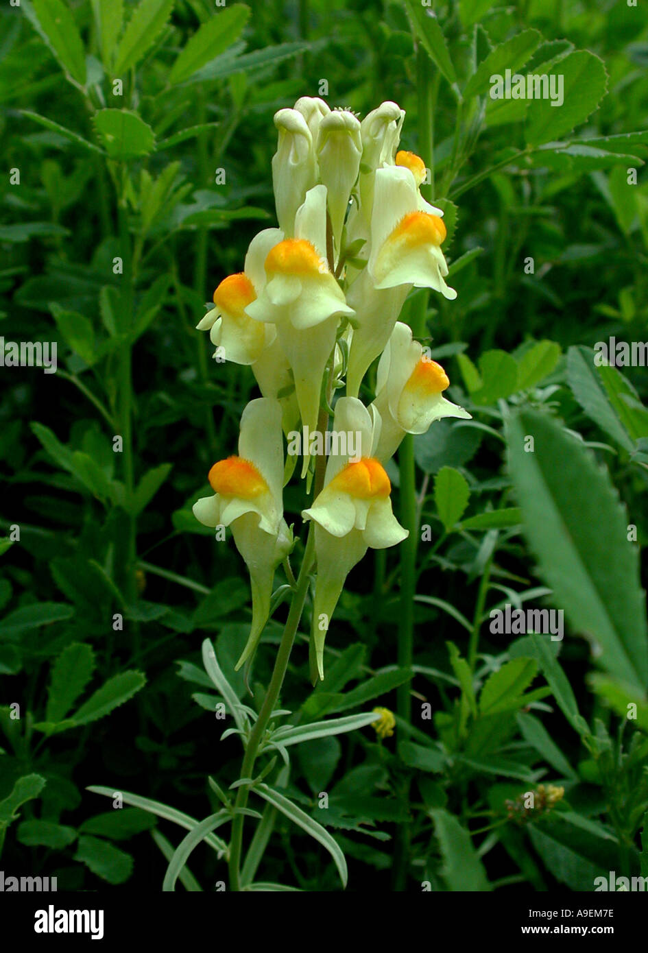 COMMON NAME Toadflax LATIN NAME Linaria vulgaris Stock Photo