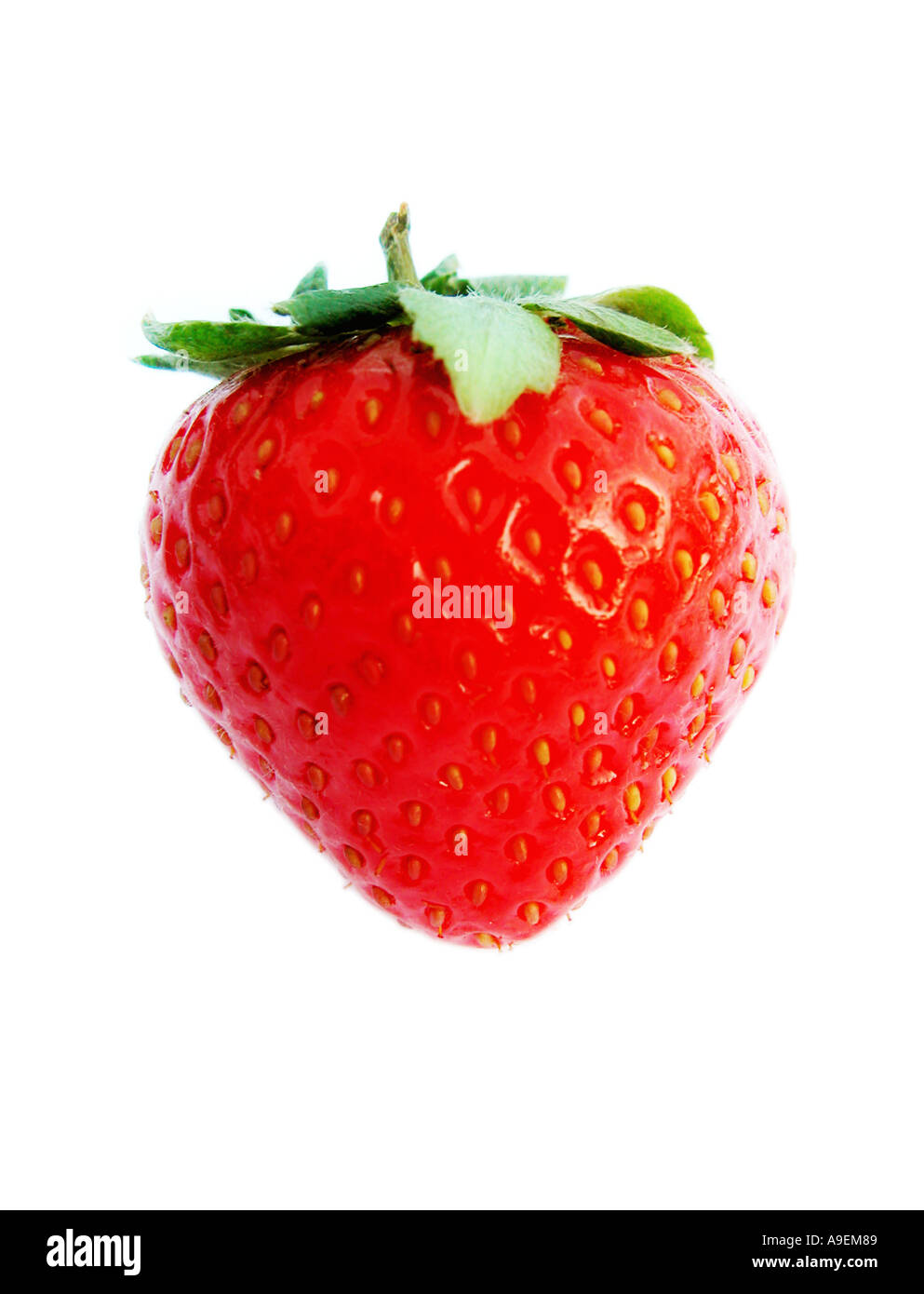 COMMON NAME Strawberry LATIN NAME Fragaria x ananassa Stock Photo 