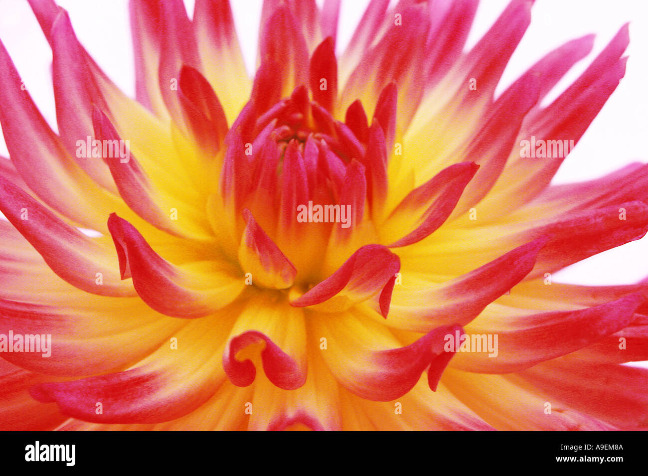 COMMON NAME Dahlia LATIN NAME Dahlia Stock Photo Alamy