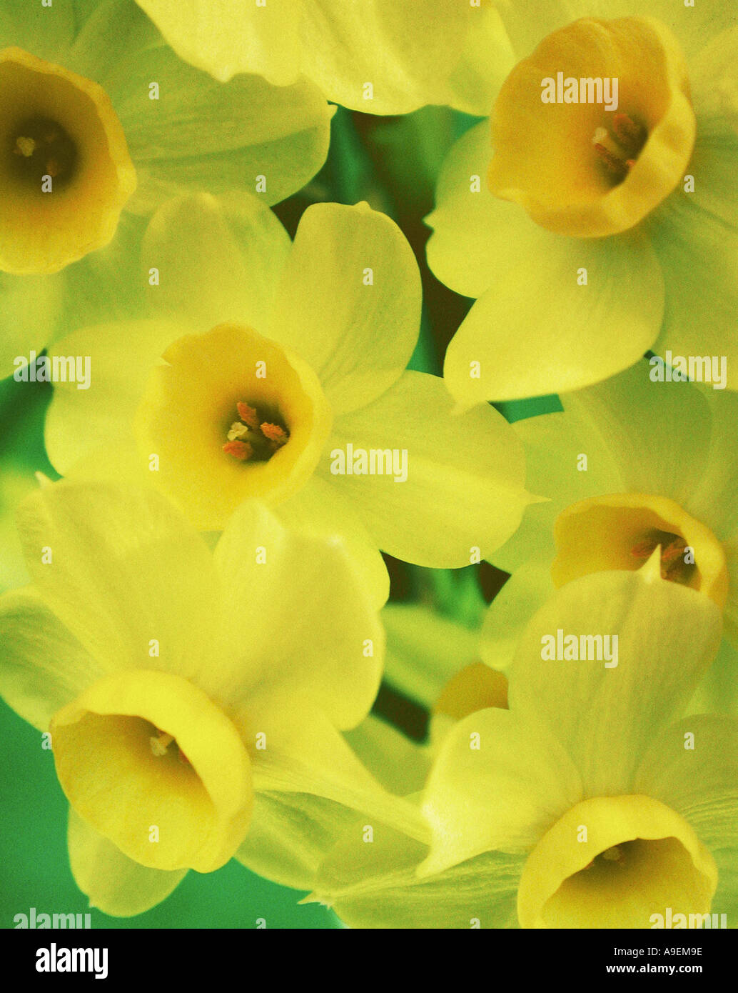 COMMON NAME Daffodil LATIN NAME Narcissus Stock Photo Alamy