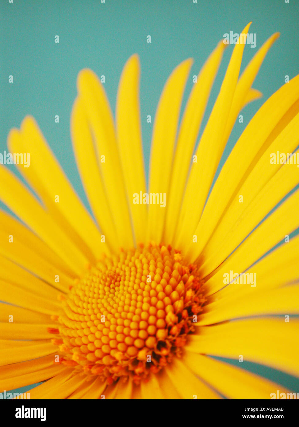COMMON NAME Daisy LATIN NAME Daisy Stock Photo Alamy