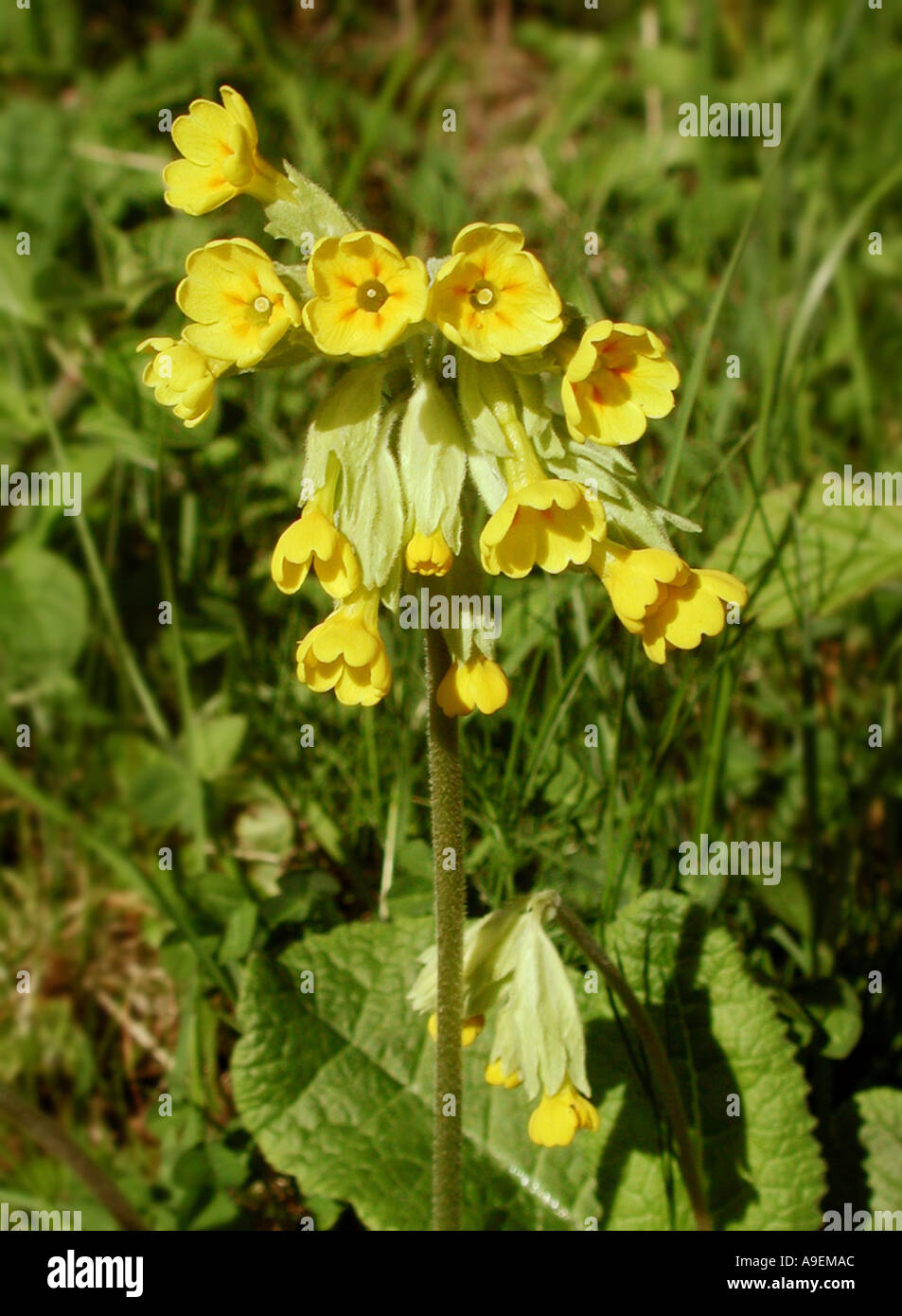 common-name-cowslip-latin-name-primula-veris-stock-photo-alamy