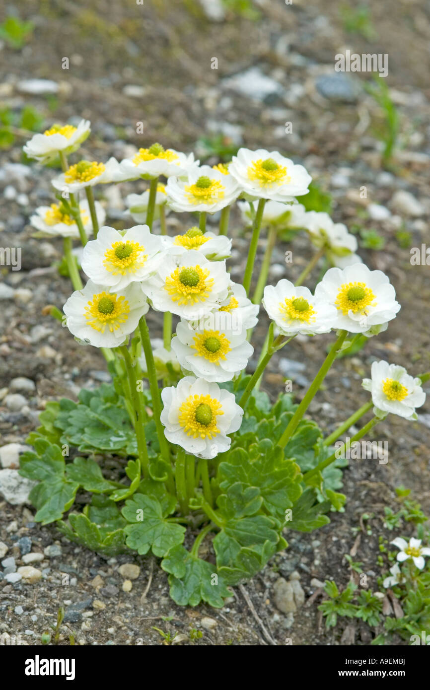 Alpine Buttercup (Ranunculus alpestris), flowering plant Stock Photo
