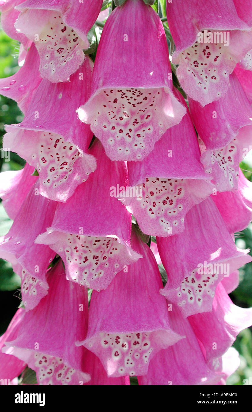 COMMON NAME Foxglove LATIN NAME Digitalis purpurea Stock Photo Alamy