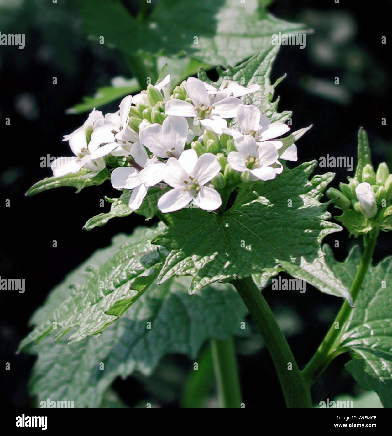 COMMON NAME Garlic mustard LATIN NAME Alliaria petiolata Stock Photo