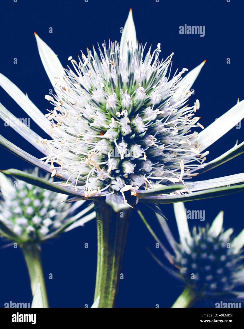 COMMON NAME Sea holly LATIN NAME Eryngium alpinum blue star Stock Photo