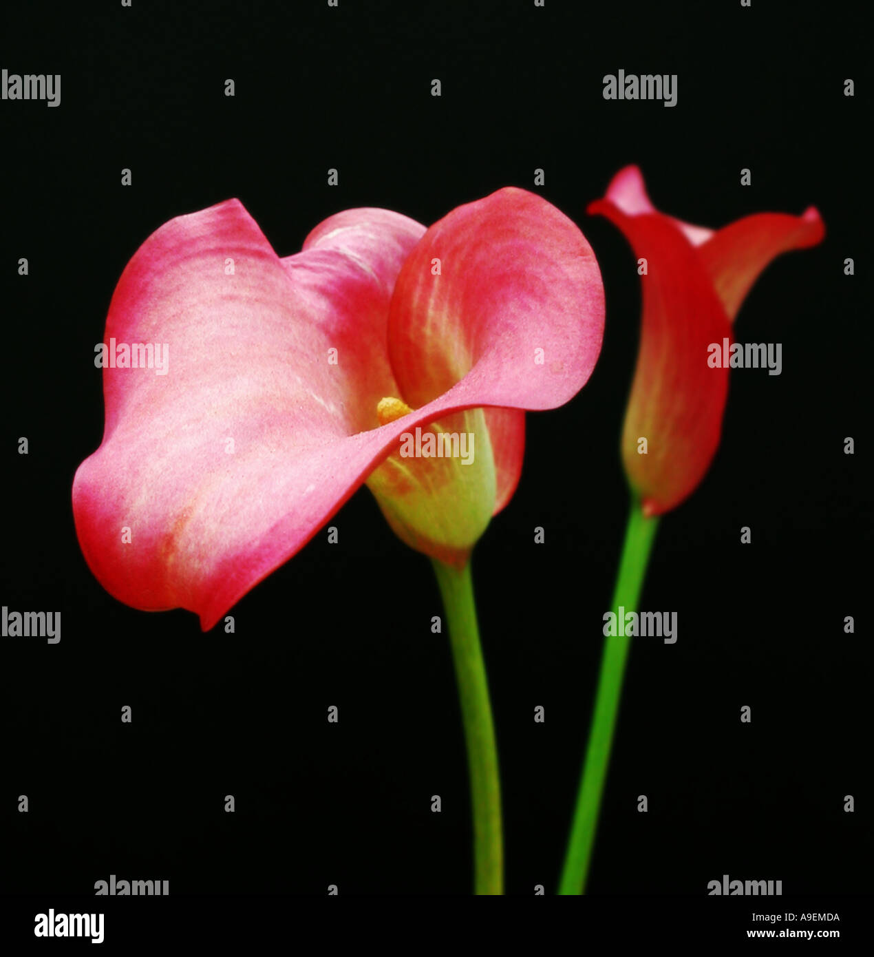 COMMON NAME Calla lily arum lily LATIN NAME Zantedeschia Stock Photo