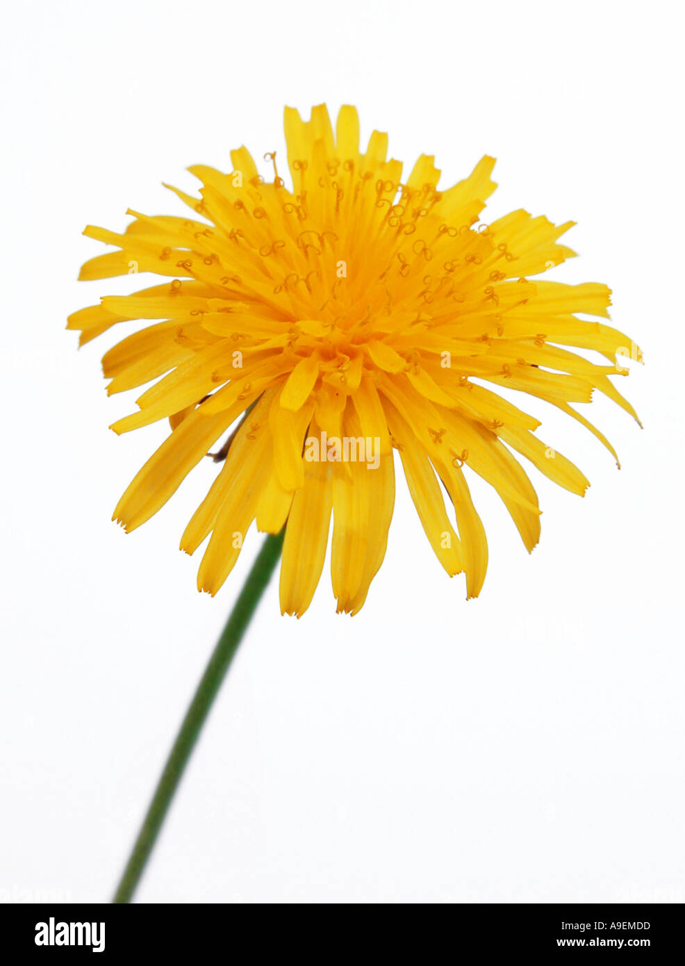 COMMON NAME Dandelion LATIN NAME Taraxacum offiicinale Stock Photo