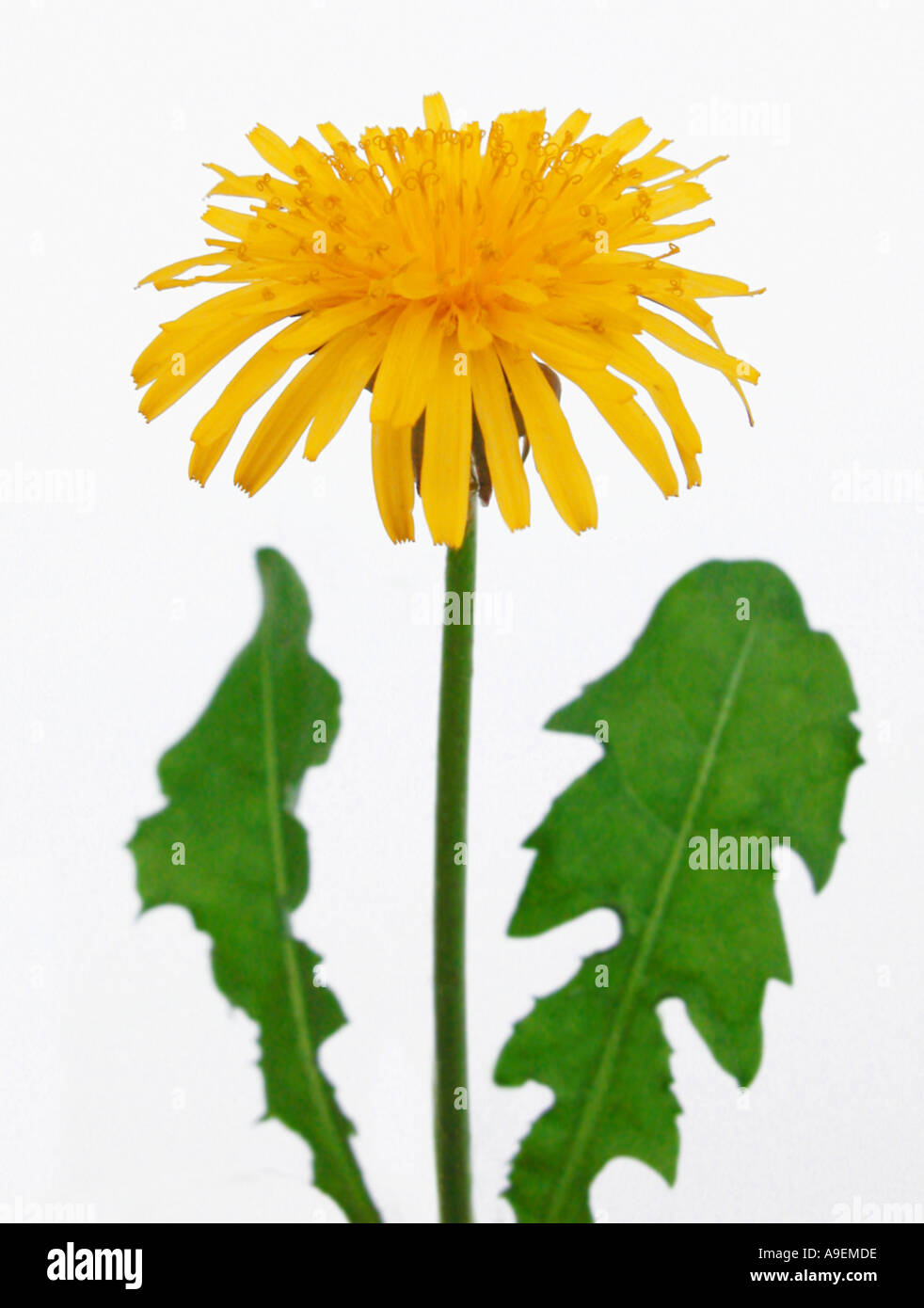 COMMON NAME Dandelion LATIN NAME Taraxacum offiicinale Stock Photo