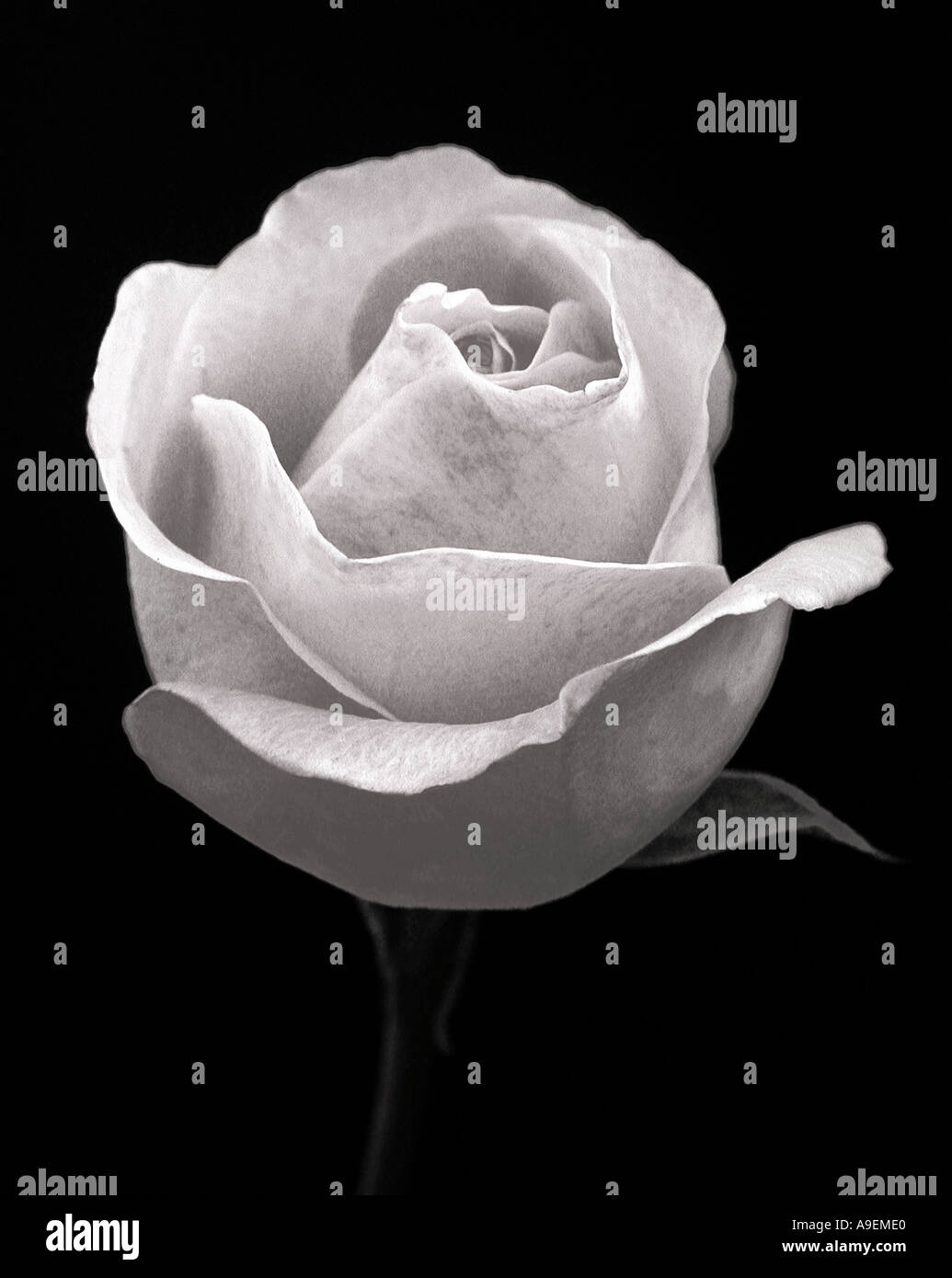 COMMON NAME Rose LATIN NAME Rosa Stock Photo Alamy