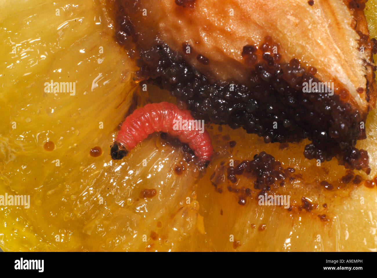 Apple Moth (Cydia pomonella). Caterpillar apple worm in a plum Stock