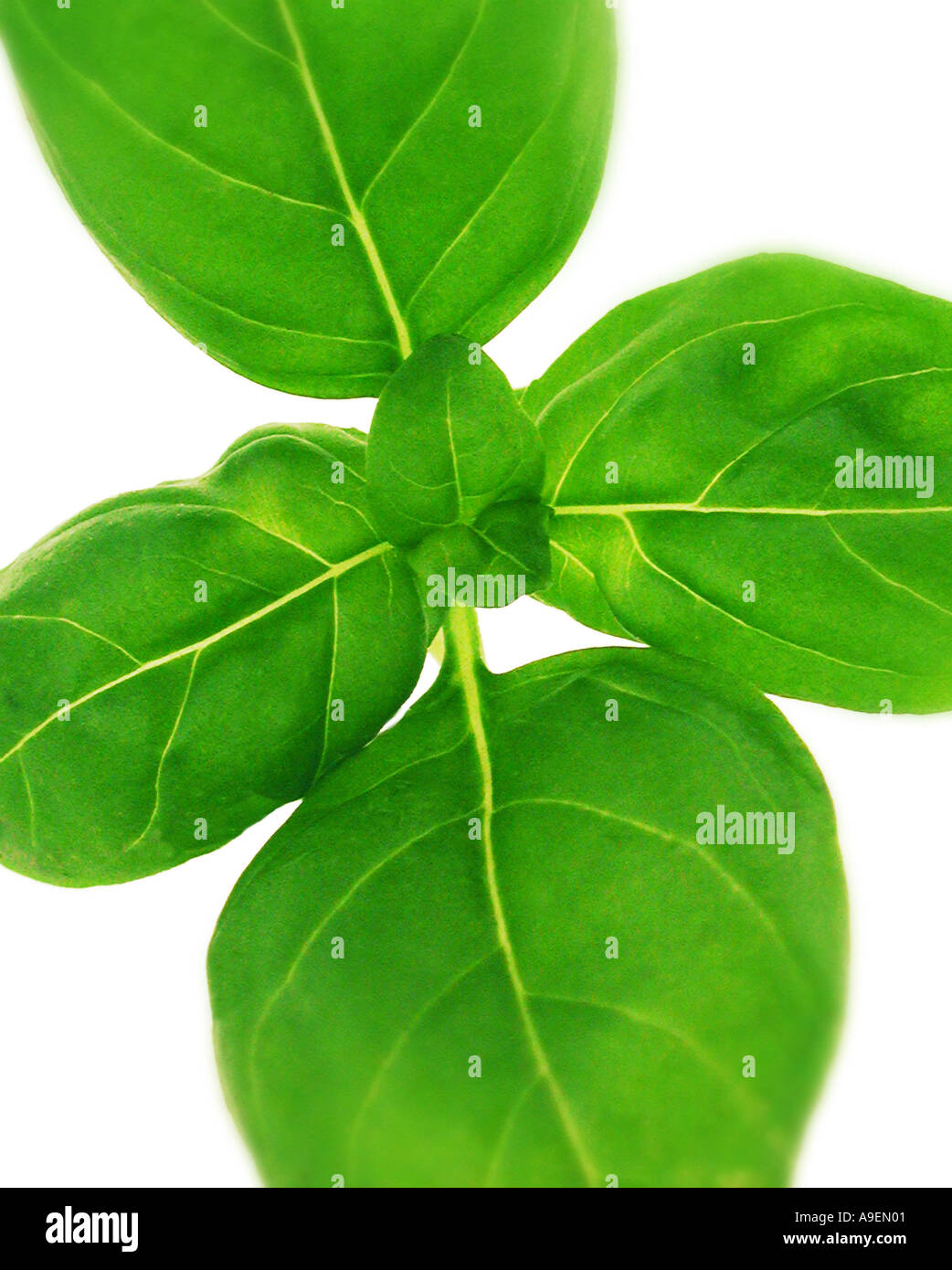 COMMON NAME Basil LATIN NAME Ocimum basilicum Stock Photo Alamy